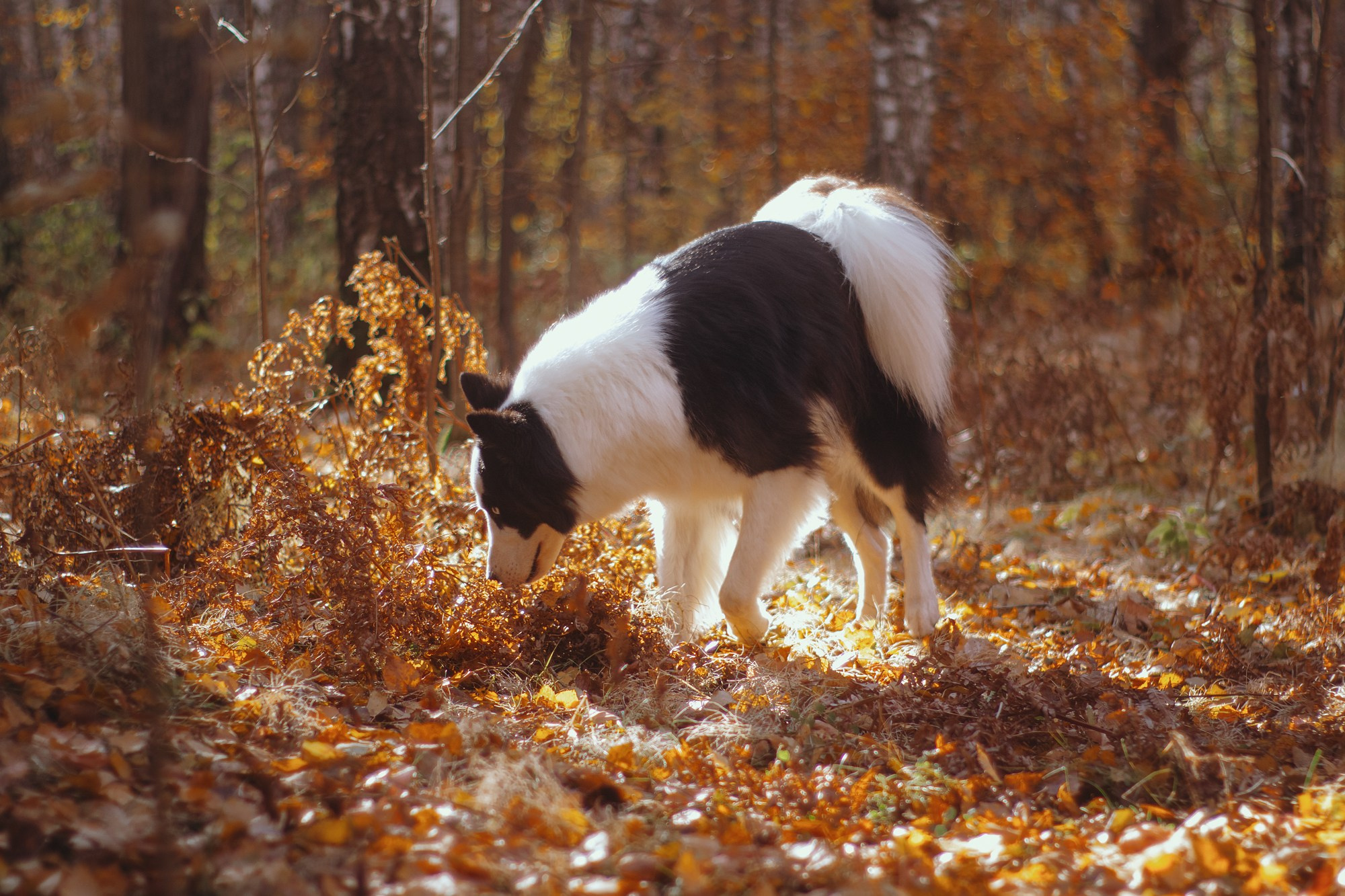 Ликёр. Фотограф в Тюмени Лизавета Сапицкая