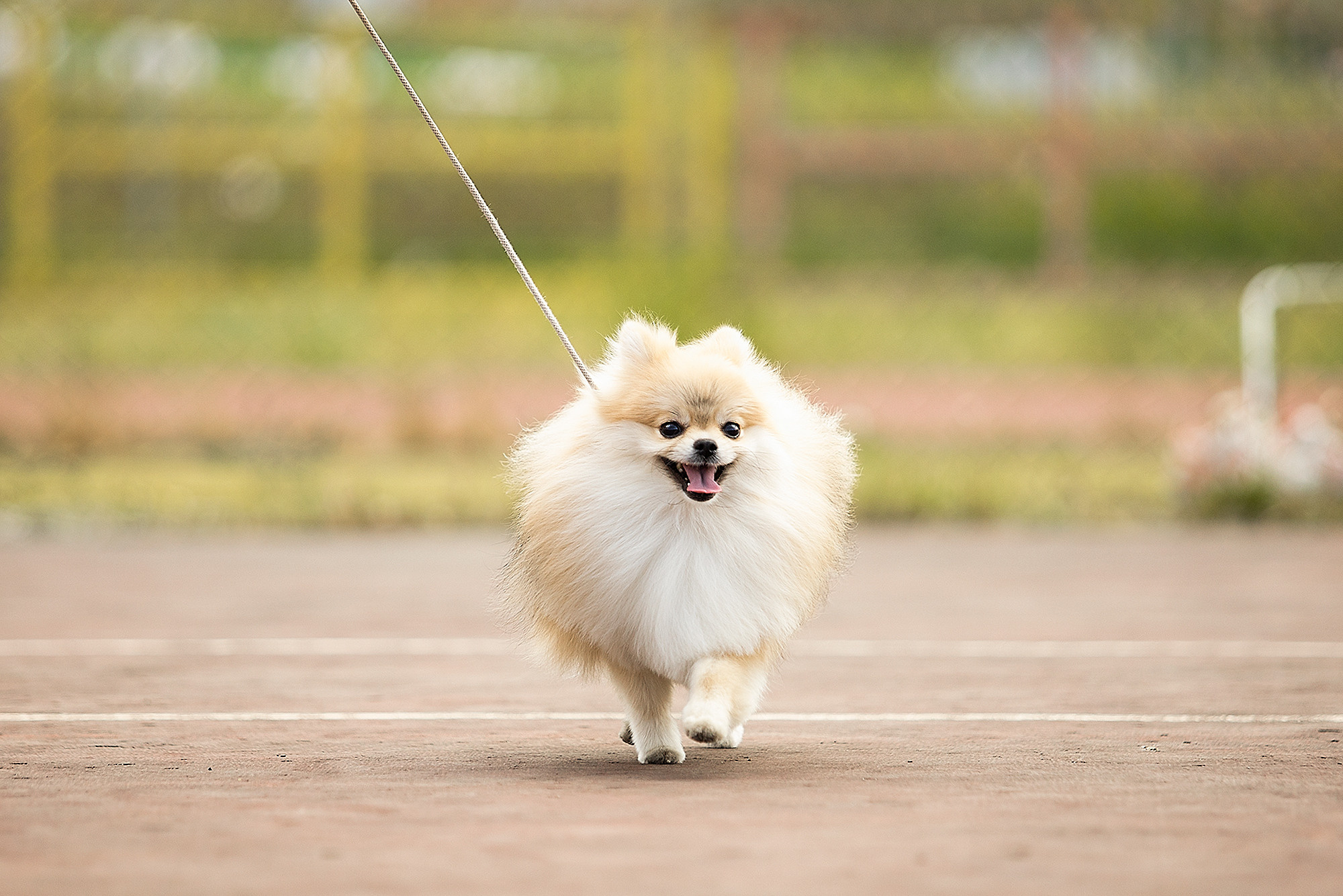 Выставочный репортаж. Фотограф. Фотограф-анималист. Москва