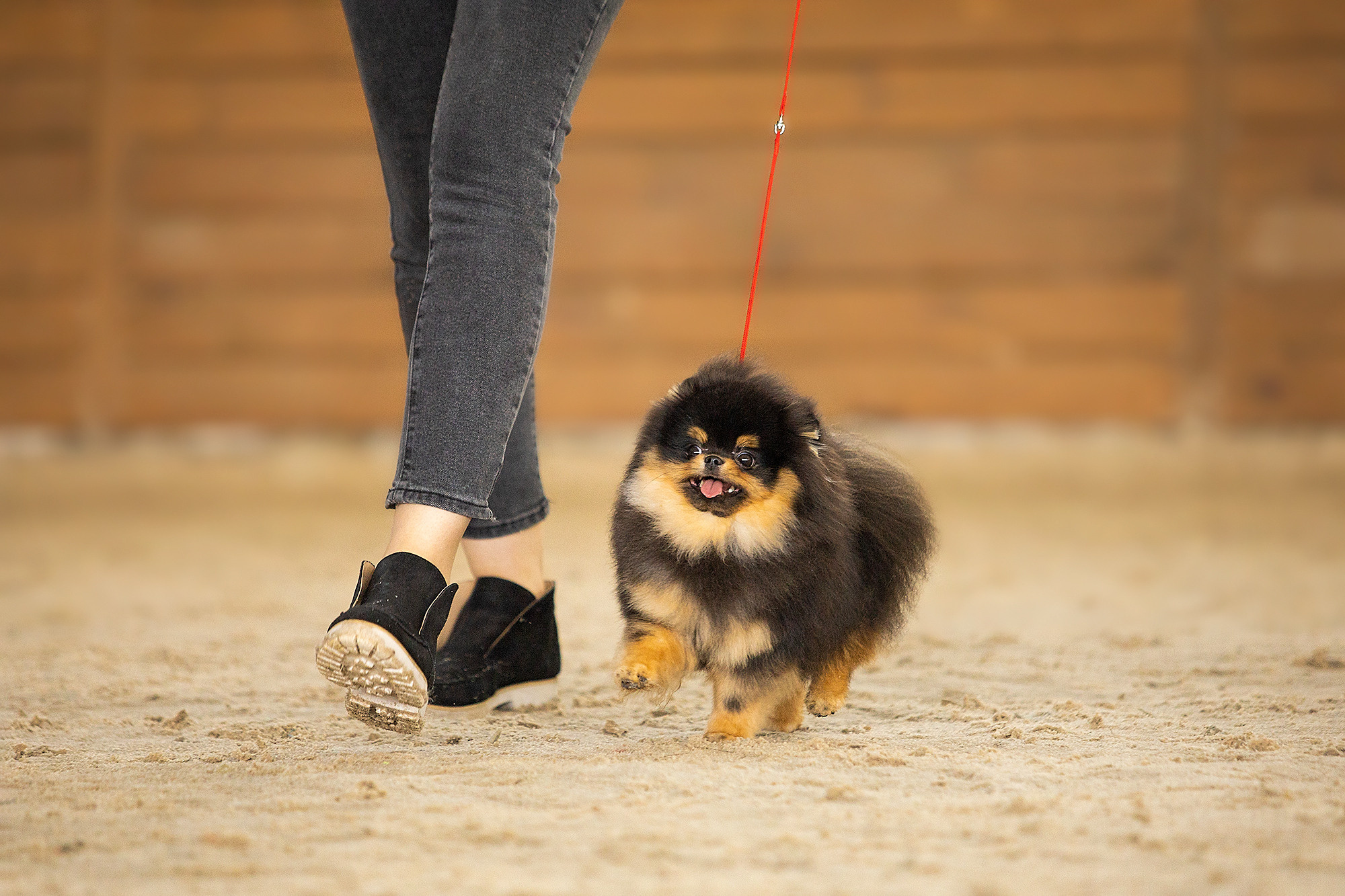 Выставочный репортаж. Фотограф. Фотограф-анималист. Москва