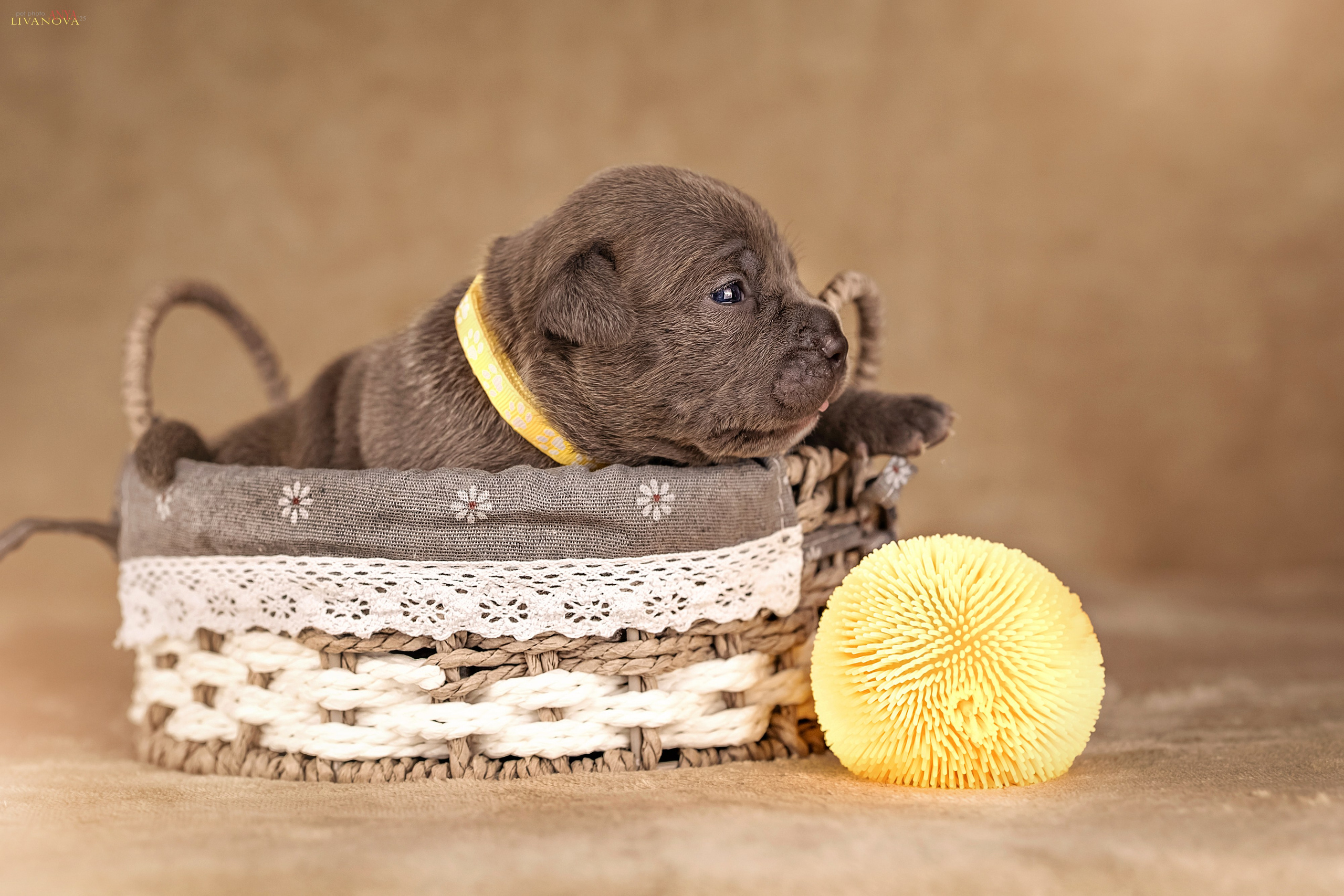 Амбулли. Фотограф анималист Аня Ливанова | Рыбинск