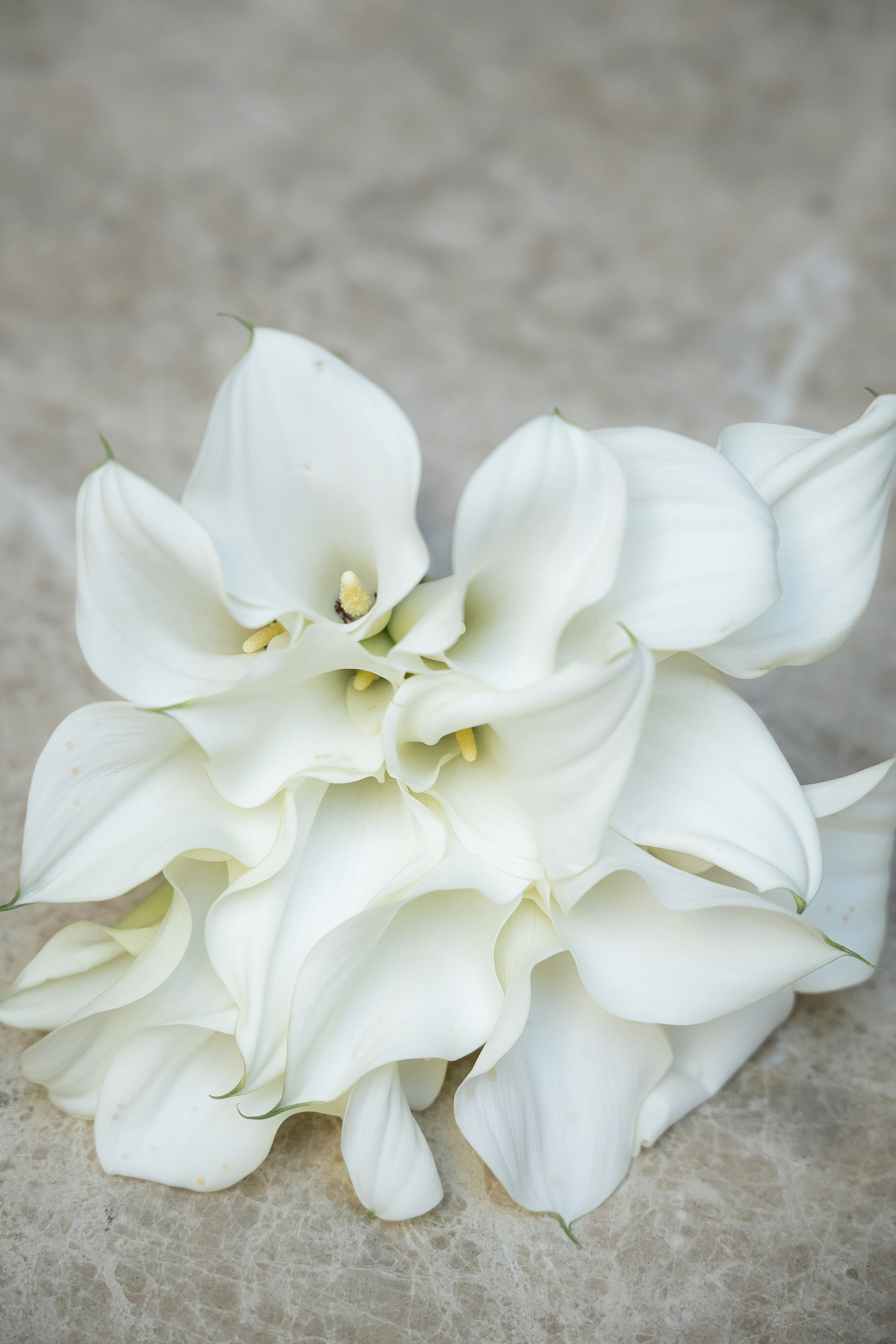 Антонида и Баир: регистрация и фотосессия в ТУРАНДОТ. Свадебный фотограф Москва