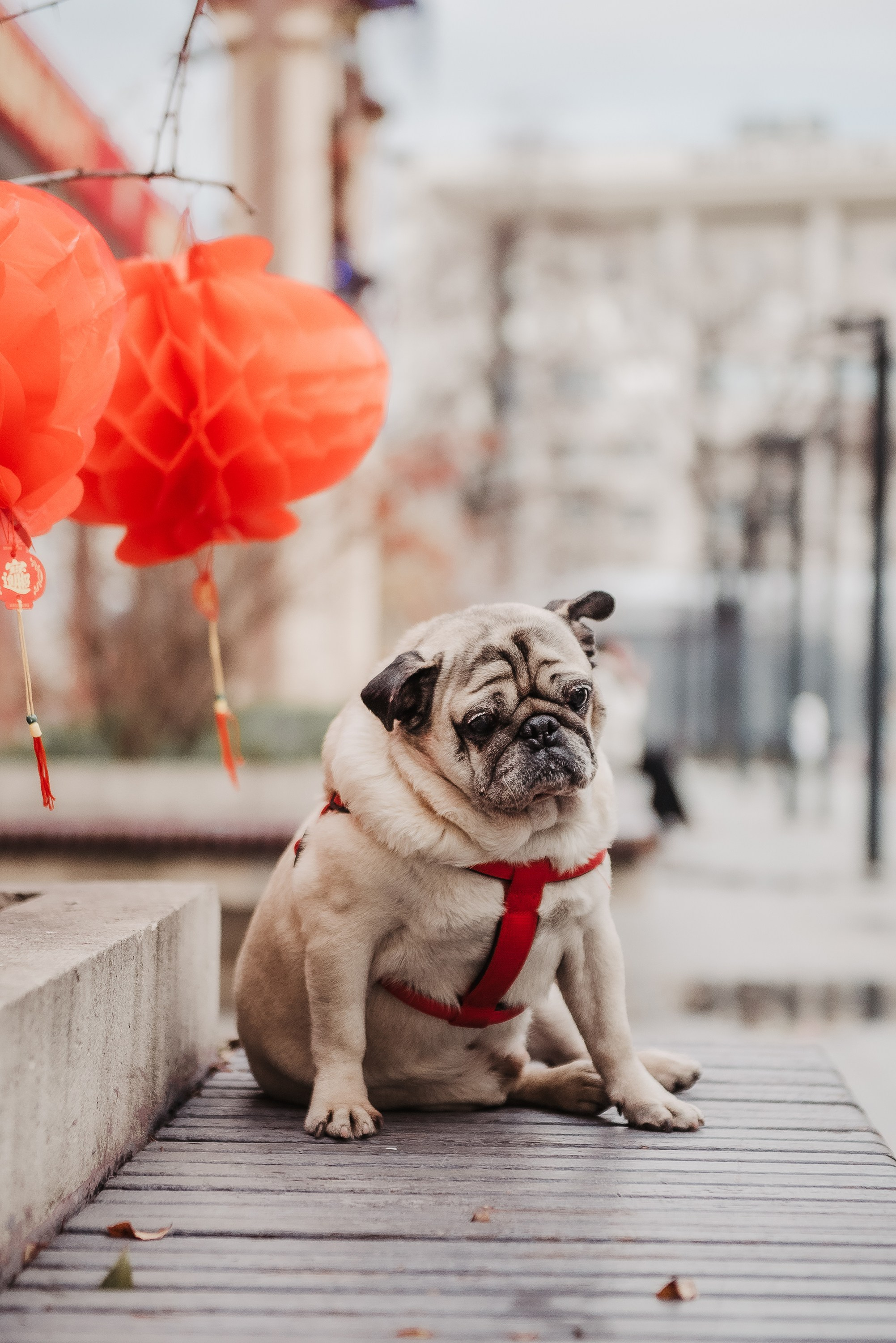 Ольга и Потапум. Прогулка к чайному дому. Семейный Фотограф в Москве Ирина Хохлова