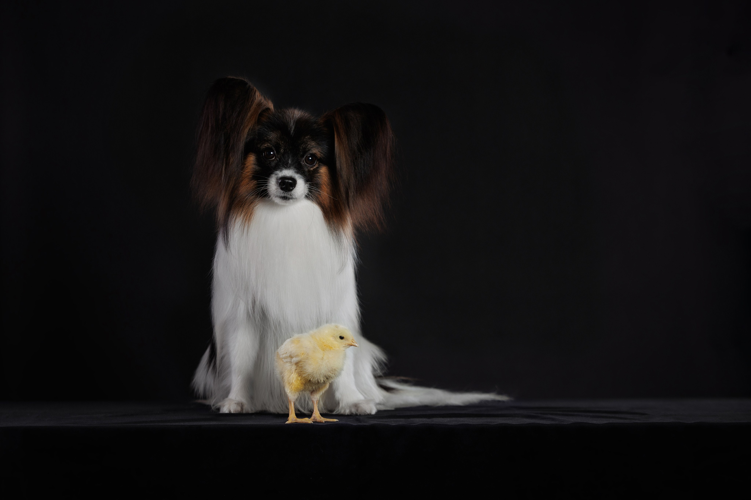 С цыпами. О нас