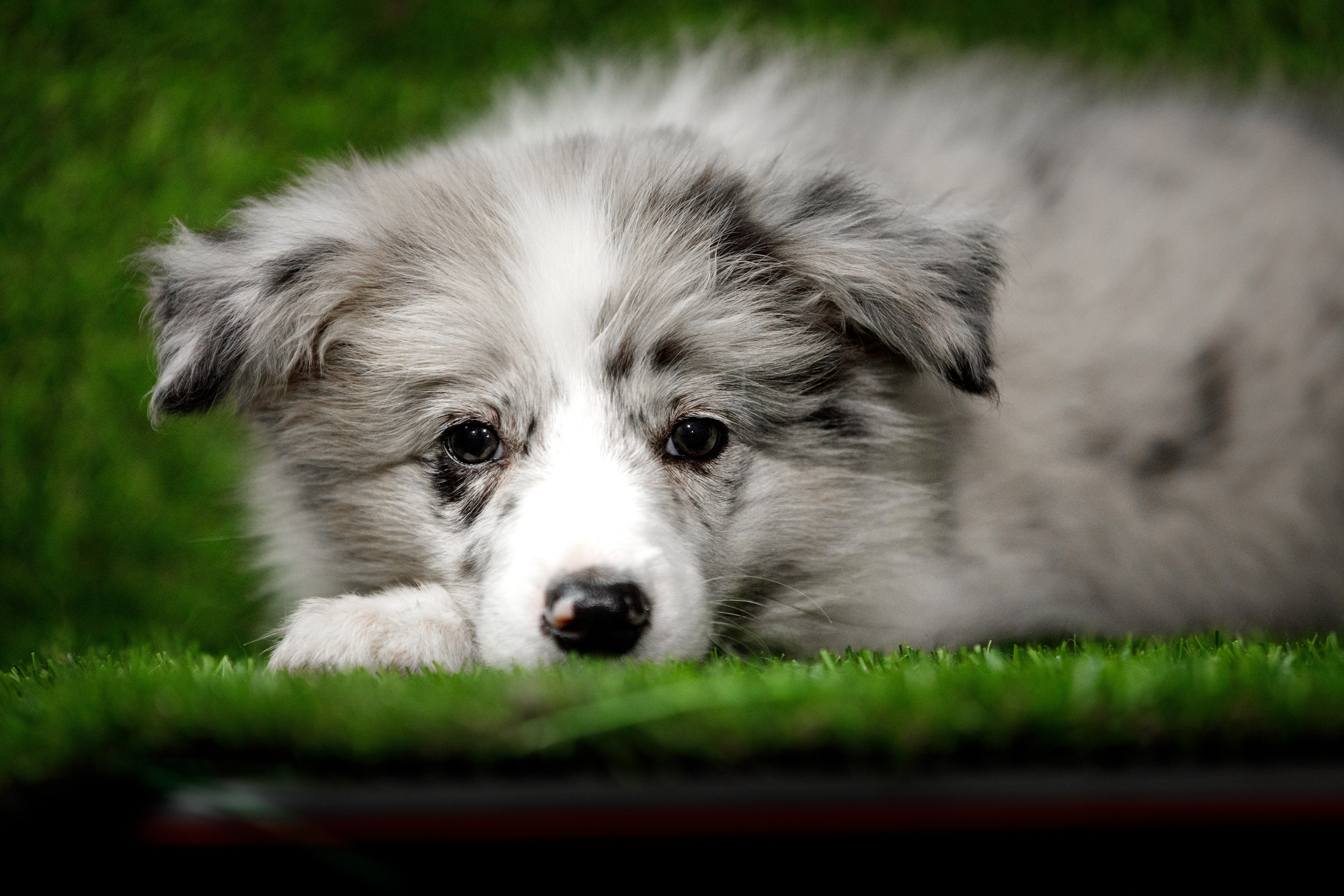 Болтовня в саду. О нас