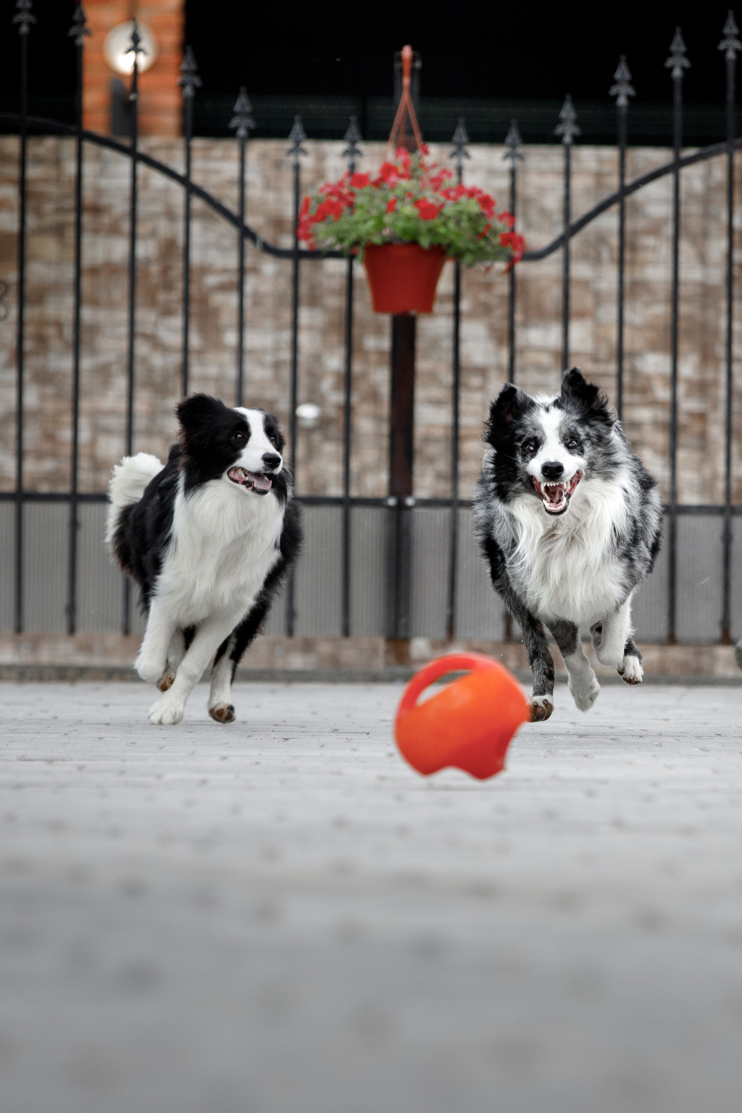 Болтовня в саду. О нас