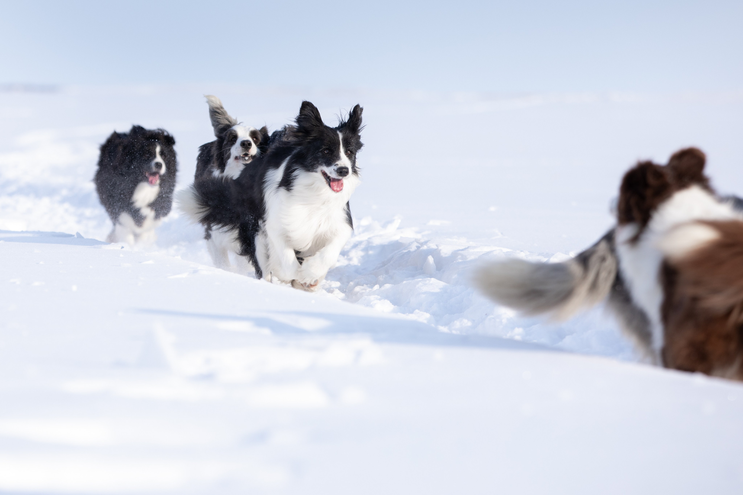 Мороз и солнце. О нас