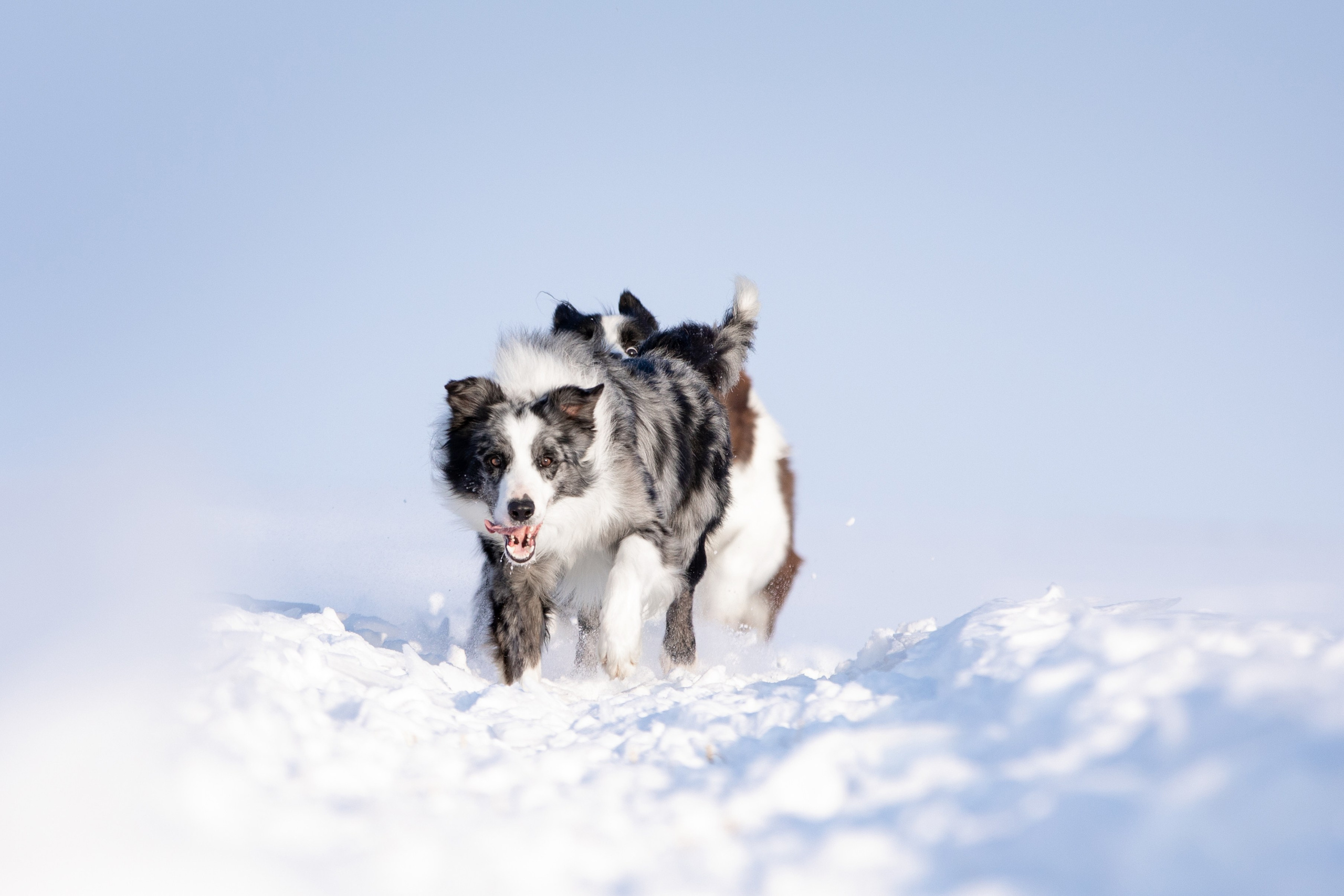 Мороз и солнце. О нас