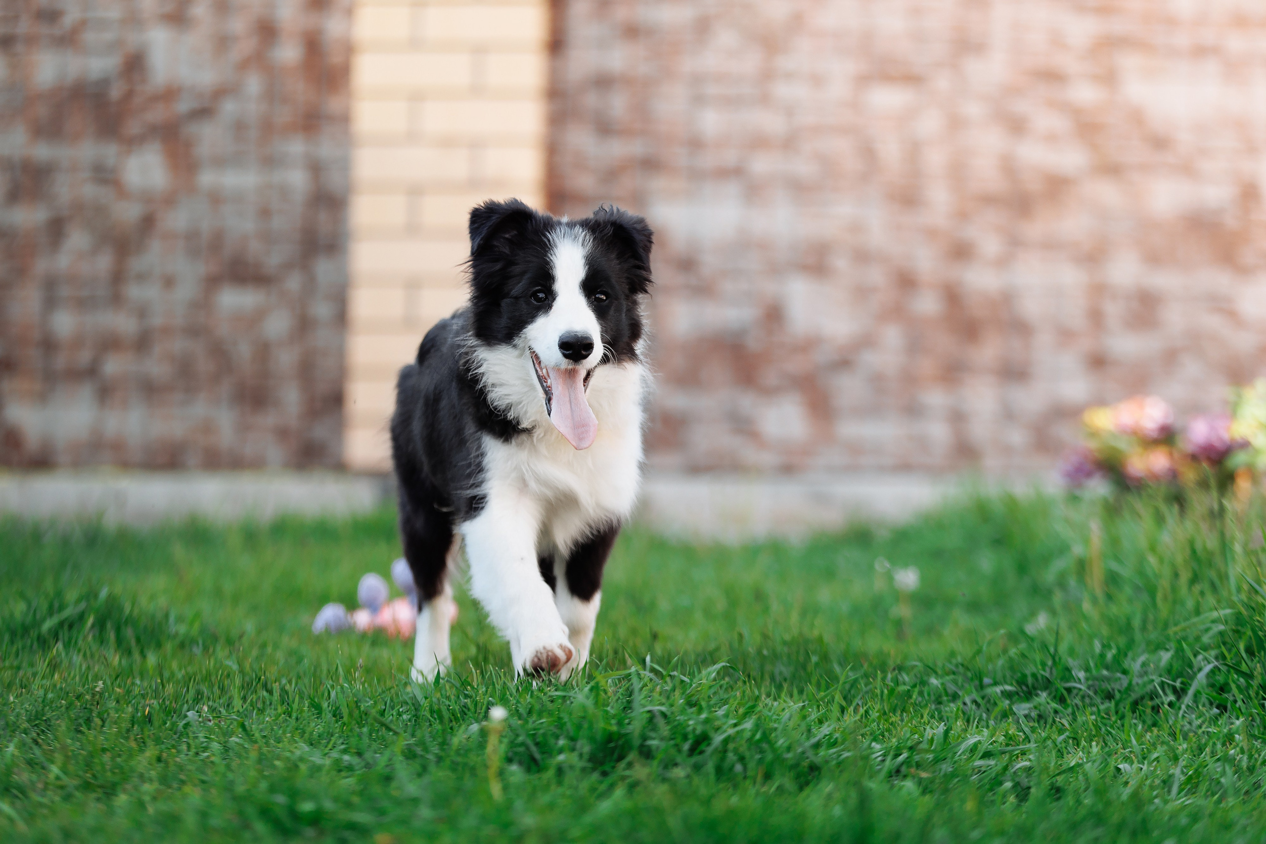 Пушистое. О нас