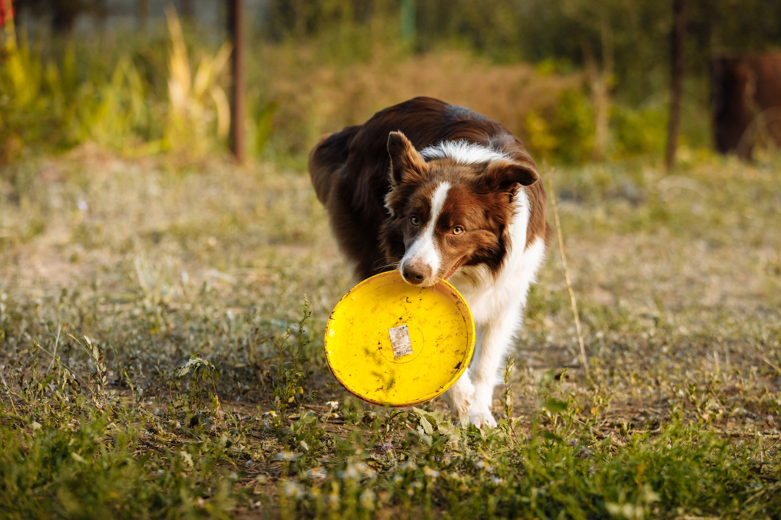 Овечий день. О нас