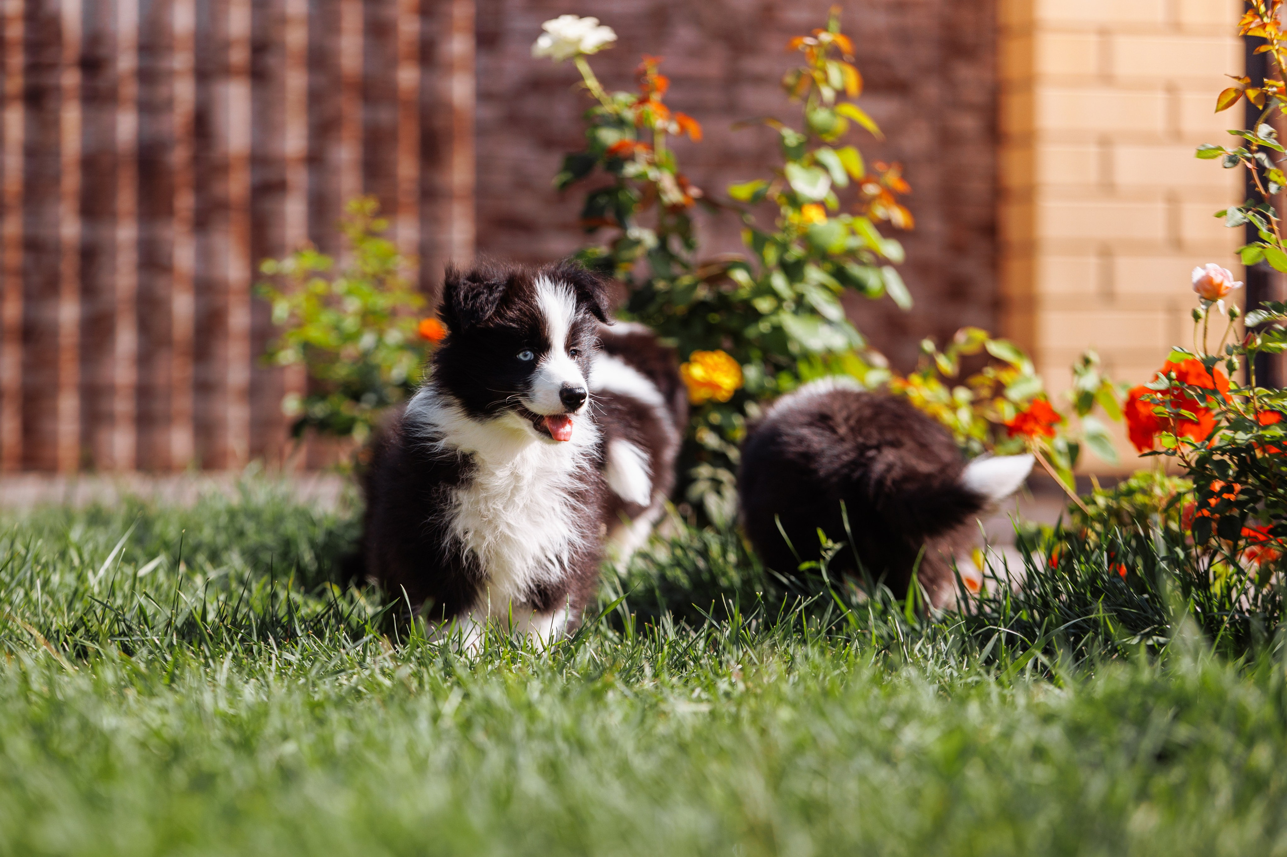 МММ — маленькое мягкое милое. О нас