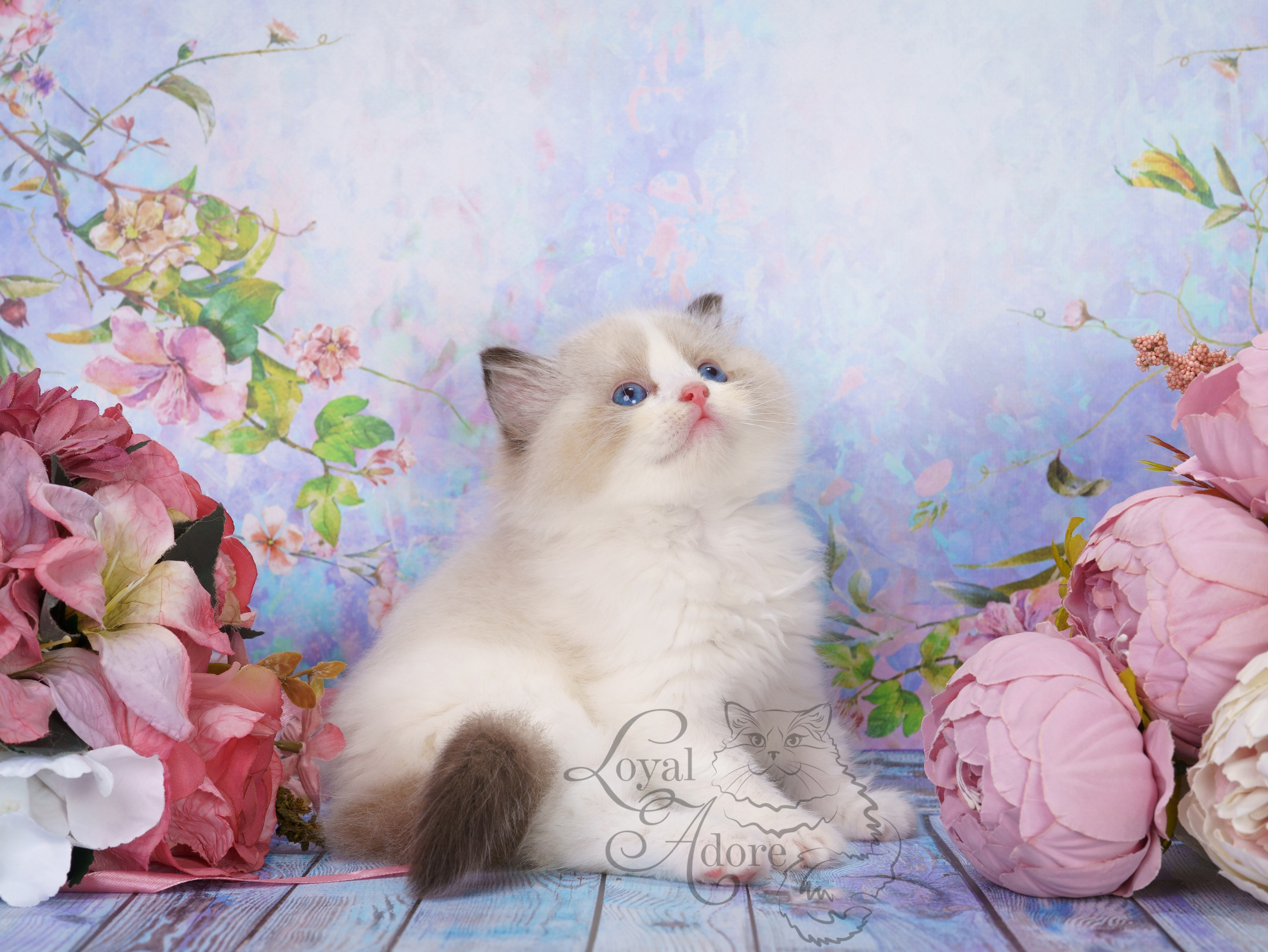 Котята рэгдолл от Loyal Adore. Питомник рэгдолл Loyal Adore