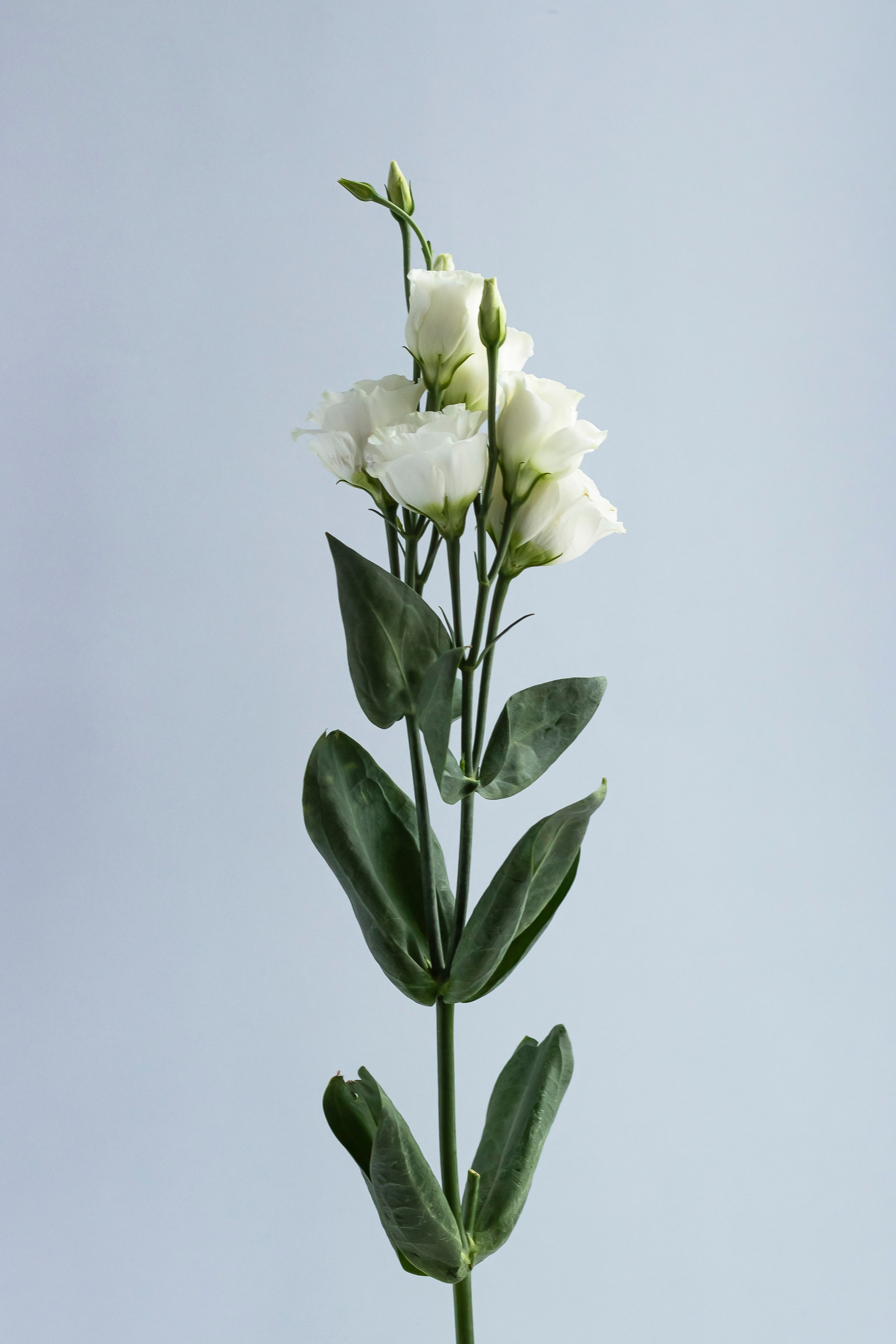 Предметная съемка в Орле. Фотограф Инна Степанова, Орел