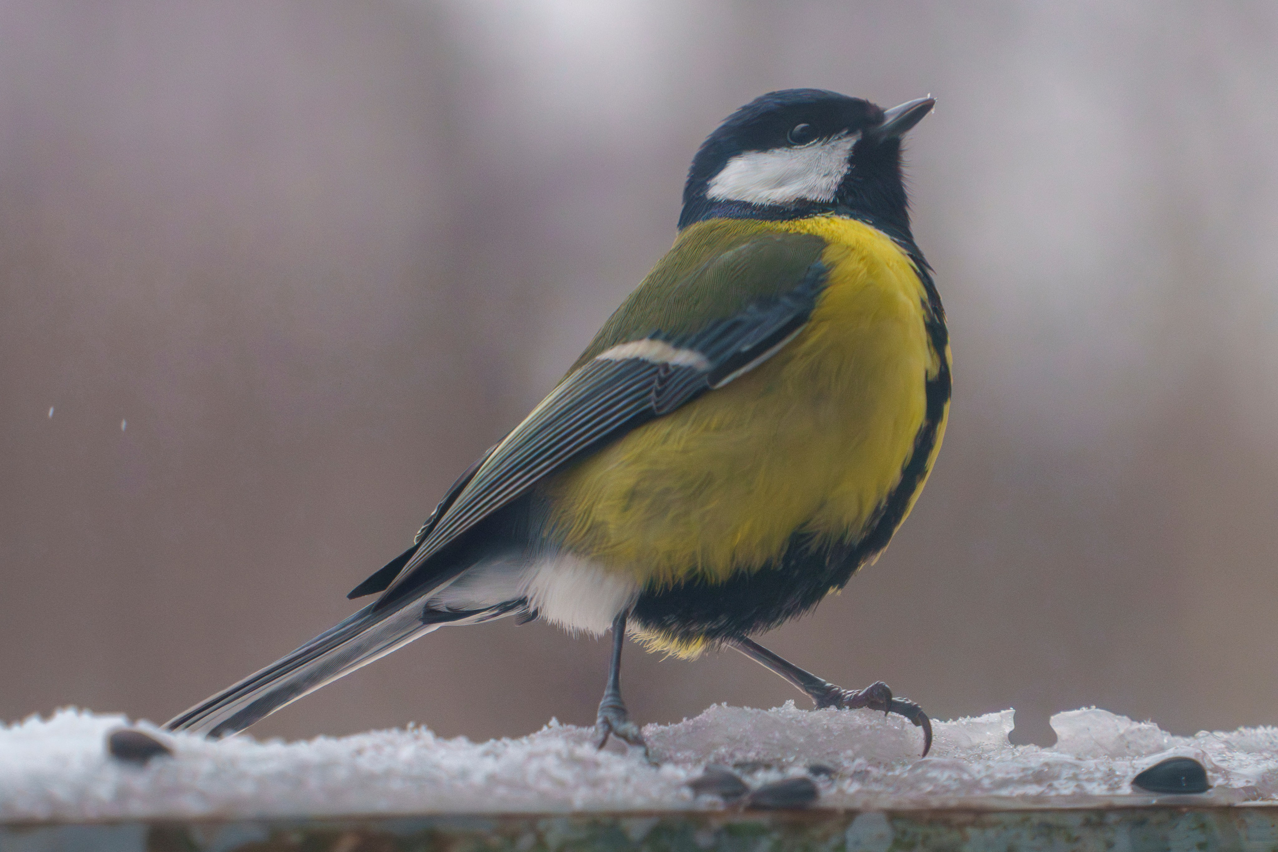 Animals — Животные