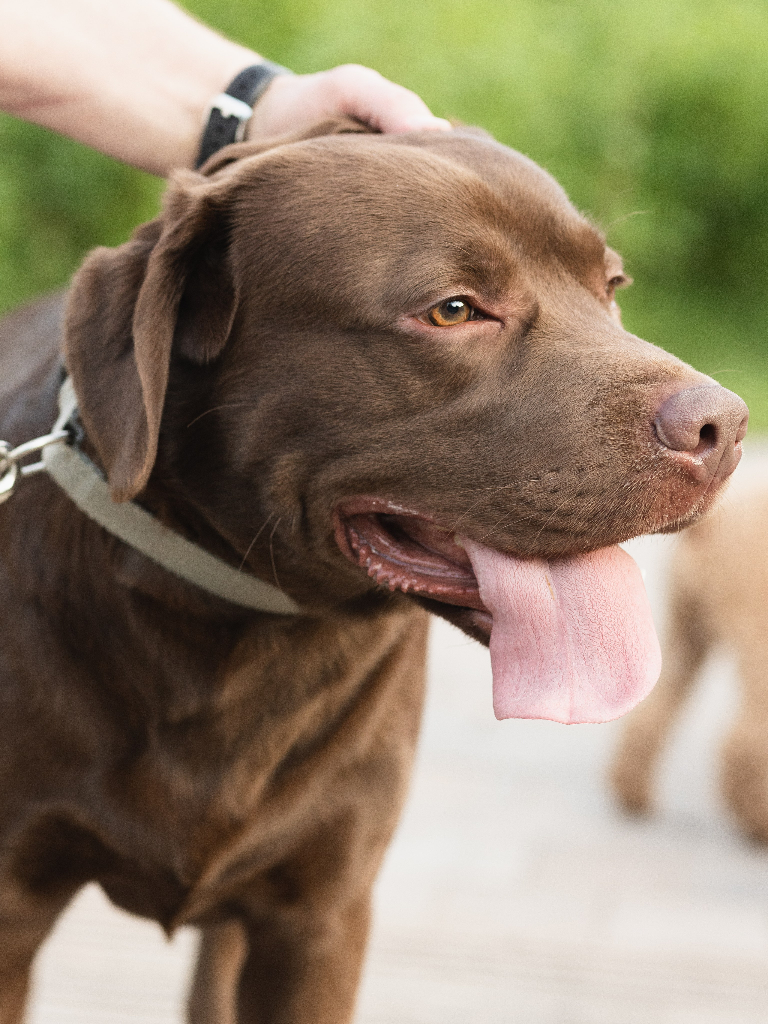 С домашними любимцами. Портретный фотограф в Калининграде Алеся Раух