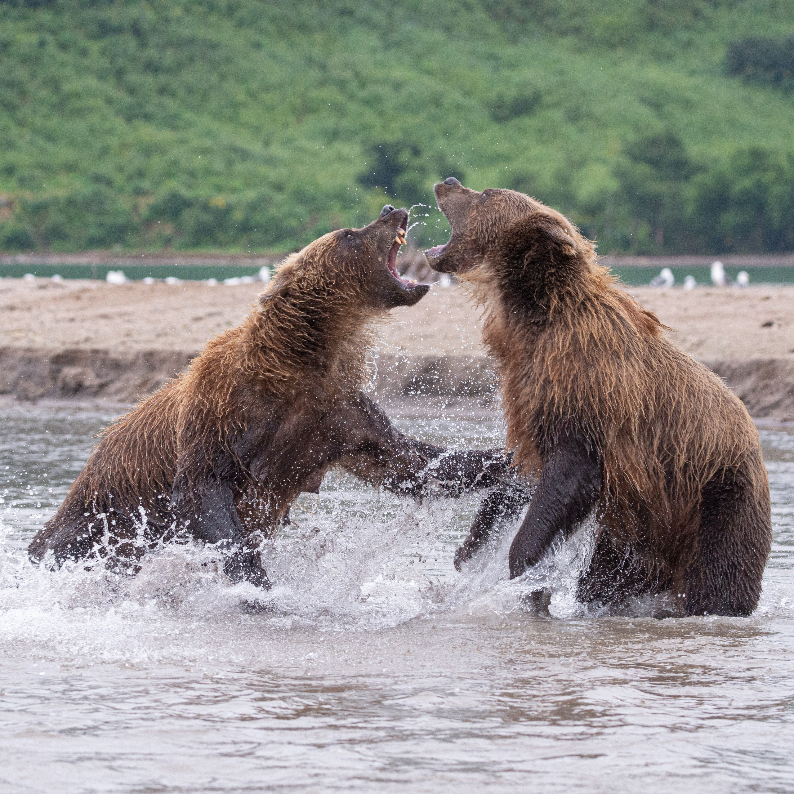 Камчатка — земля медведей. Игорь Иванко — Репортажный и событийный фотограф. Москва