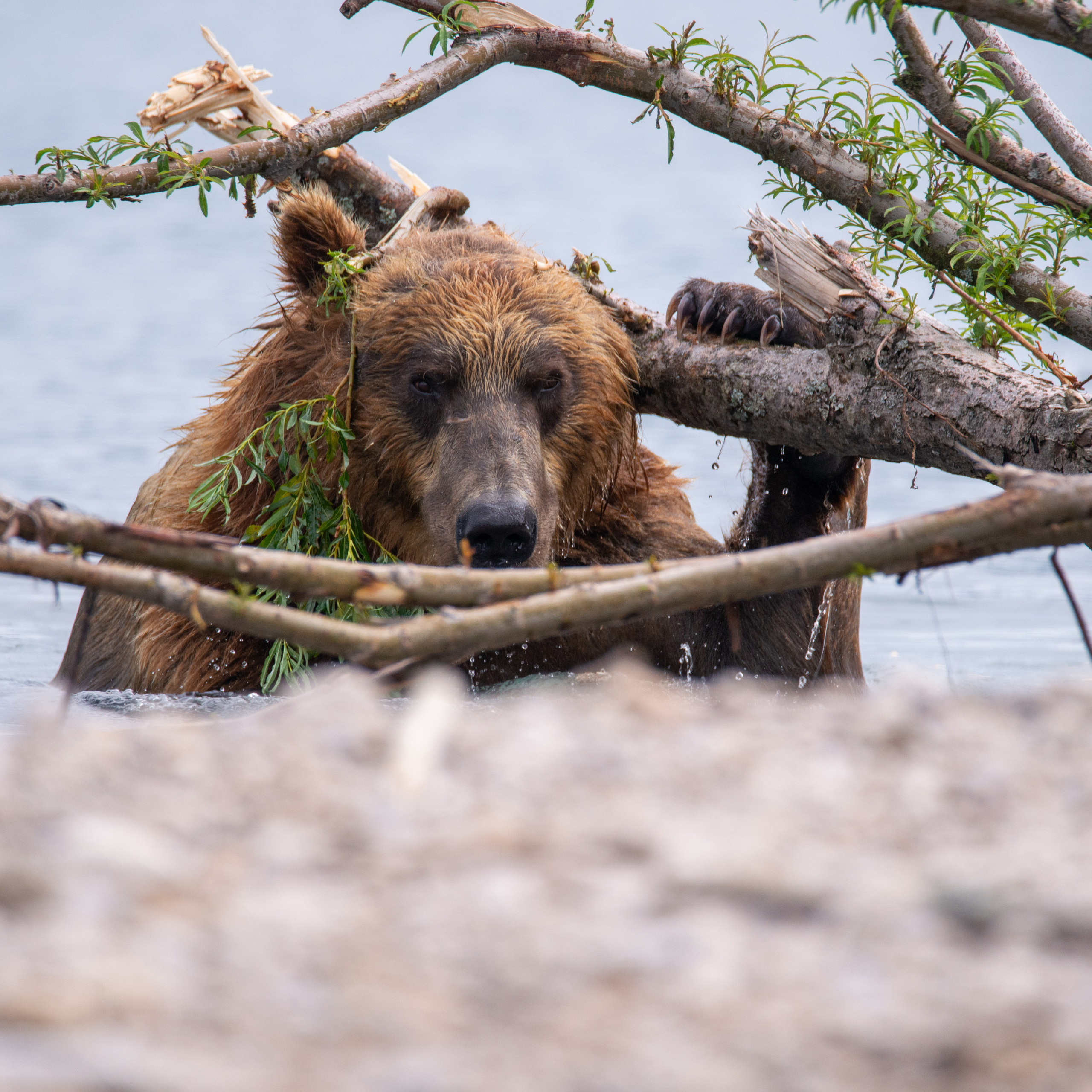 Камчатка — земля медведей. Игорь Иванко — Репортажный и событийный фотограф. Москва