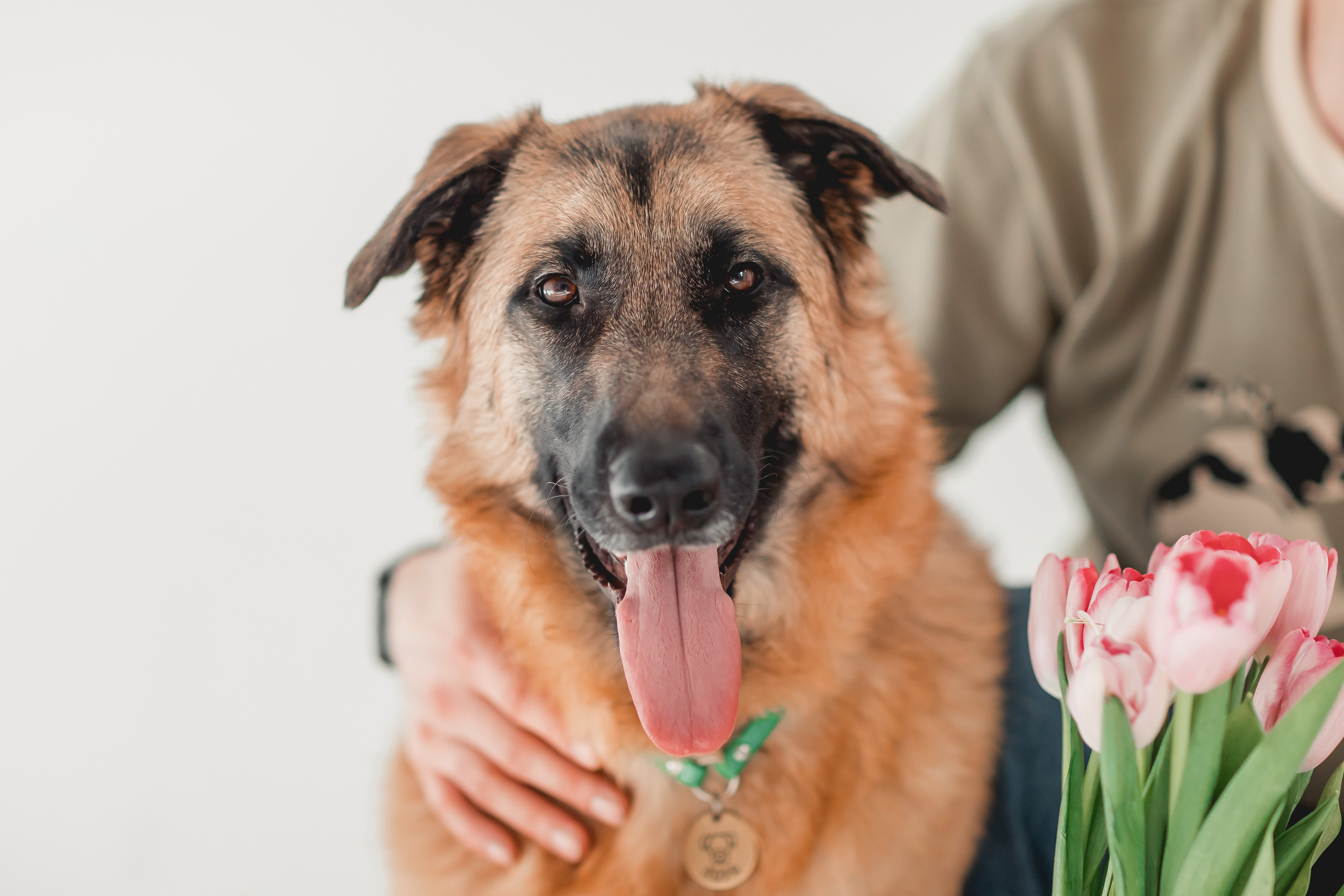 Игорь и Лора. Семейный фотограф анималист Мария Крючкова