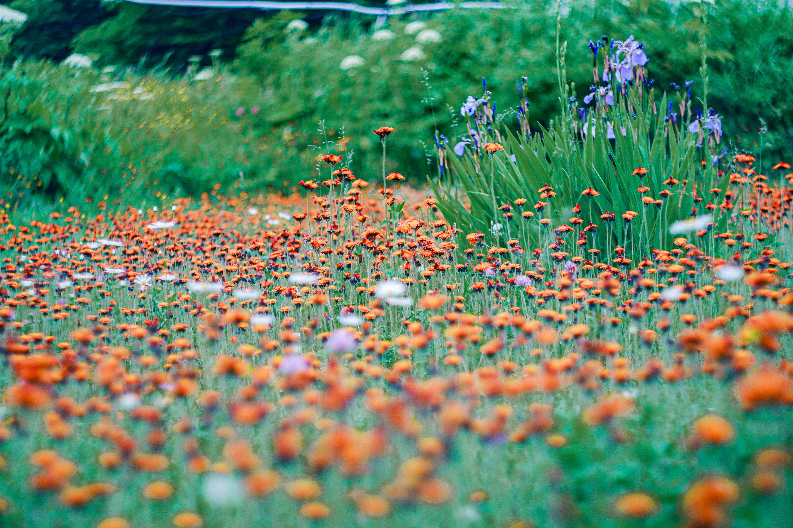 Маяк Тонин на мысе Свободном. Карафуто. Фотограф в Южно-Сахалинске Гусаков Евгений