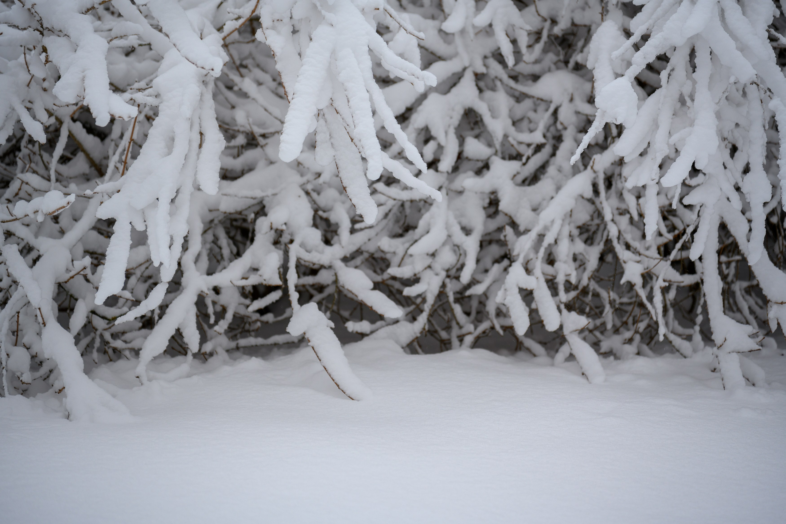 Landscape, nature, plants, details of the world around us. Personal website of photographer Dmitry Raikin