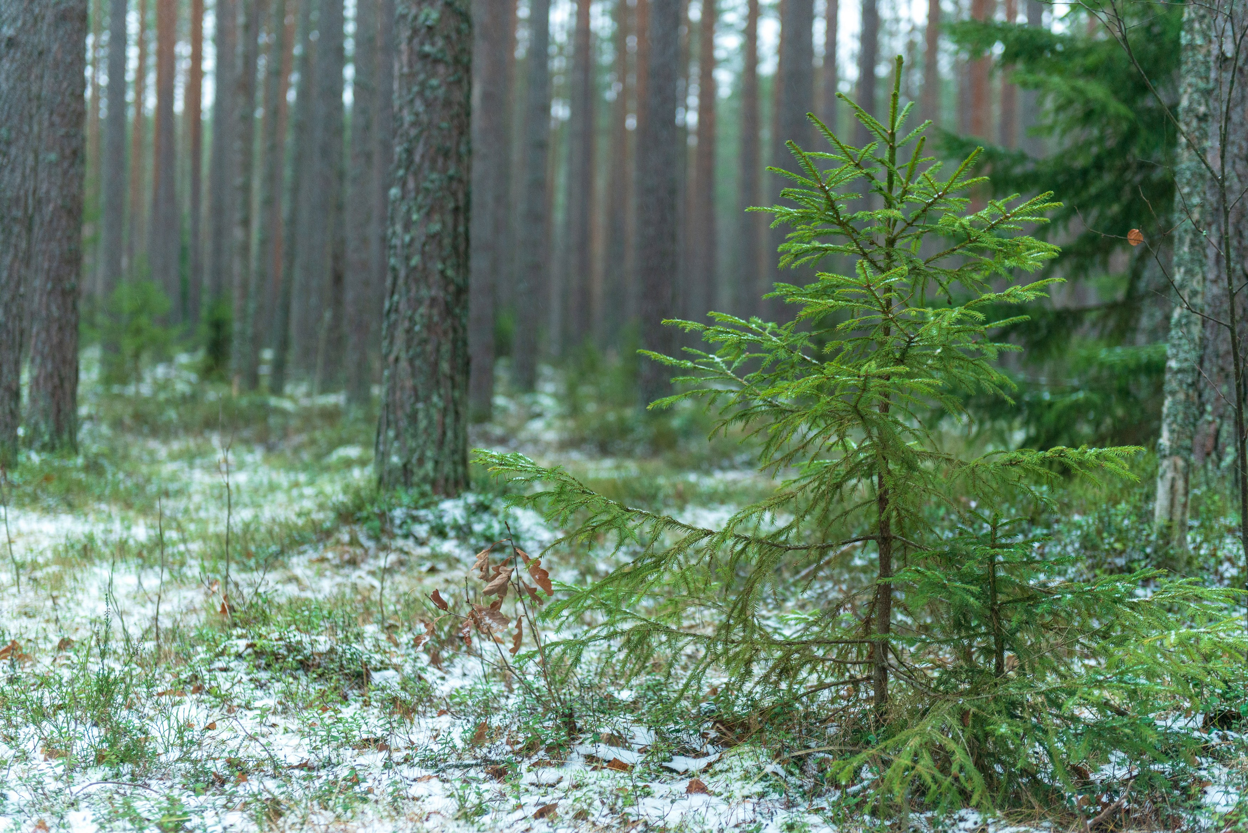 Landscape, nature, plants, details of the world around us. Personal website of photographer Dmitry Raikin