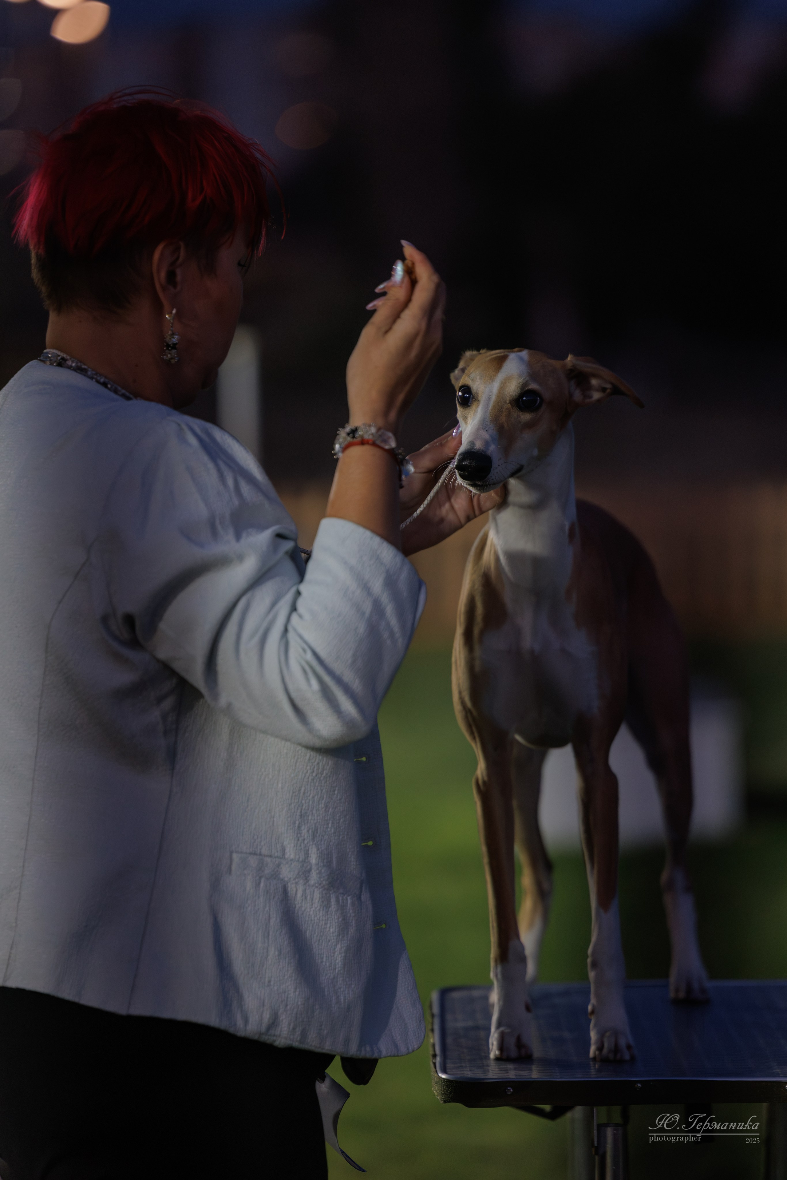 Ереван 3хCACIB 23-25.06.2025. Фотограф-анималист Юлия Германика