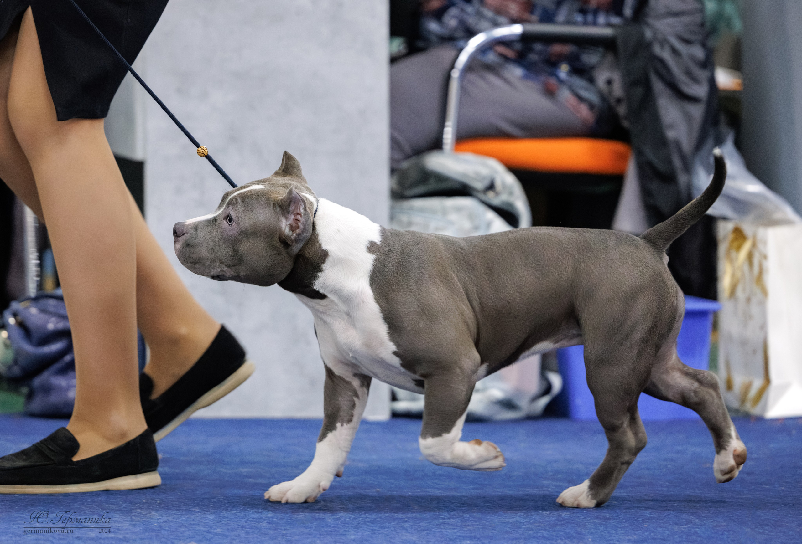 Сфера и Крокус 8,9,16 и 30.03.2025. Фотограф-анималист Юлия Германика