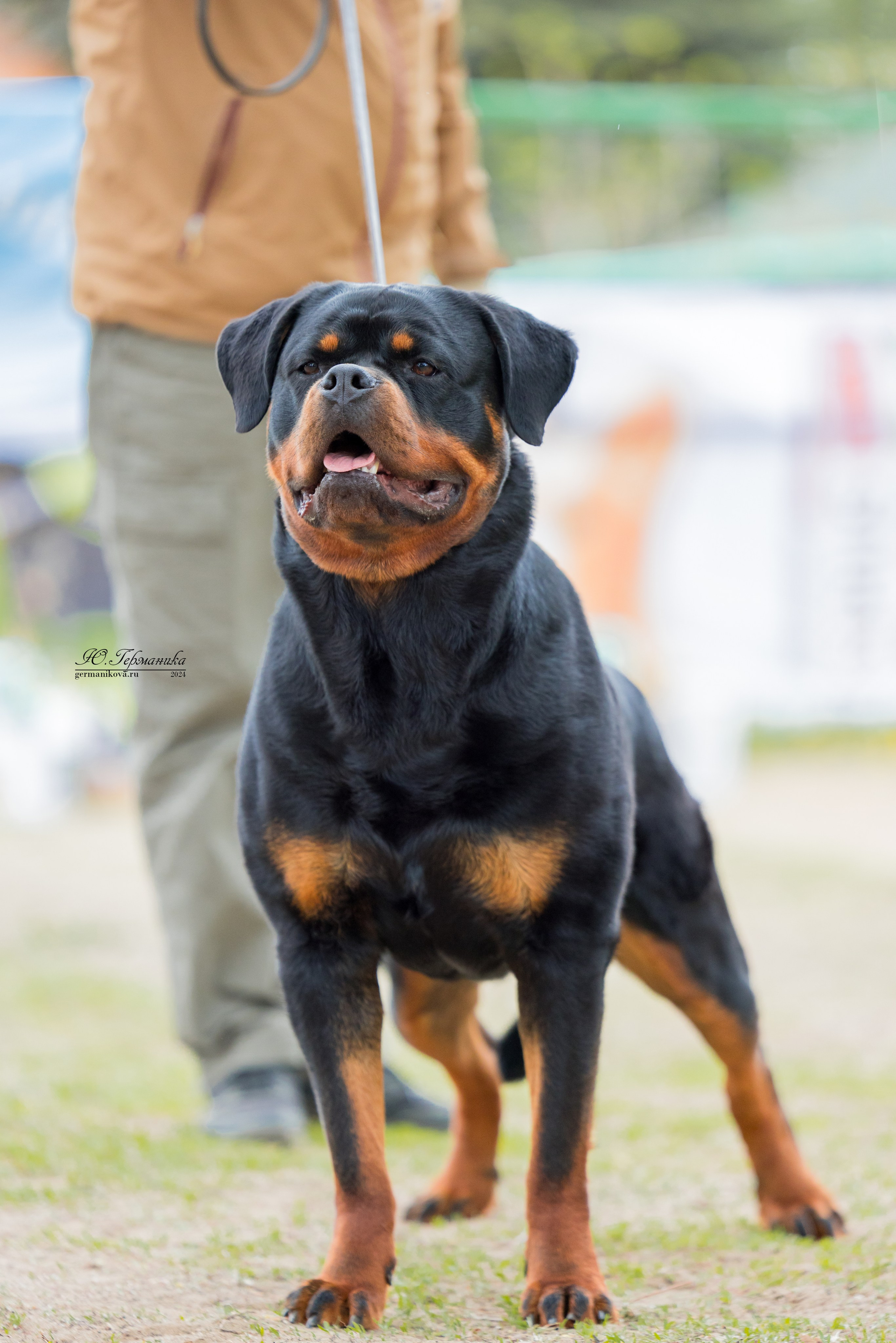 Саратов 2 х моно ротвейлеров 28-29.04.2024. Фотограф-анималист Юлия Германика