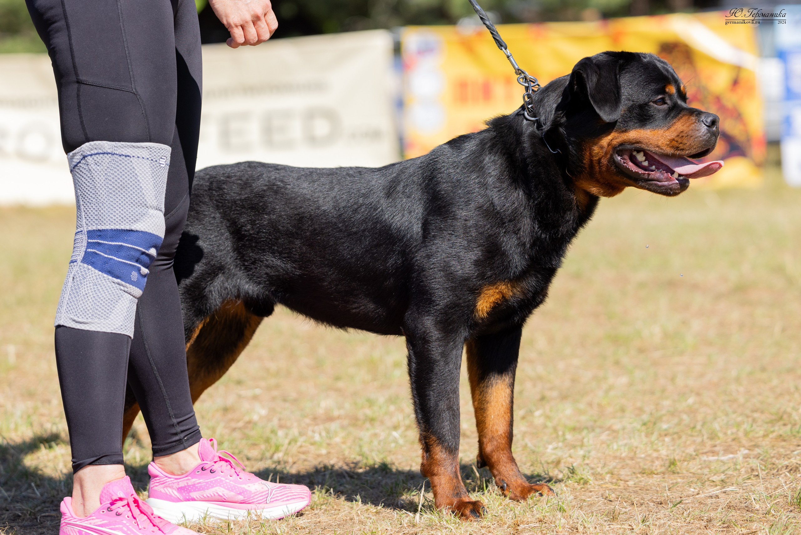 ПК и КЧК ротвейлеры Тверь 6-7.07.2024. Фотограф-анималист Юлия Германика