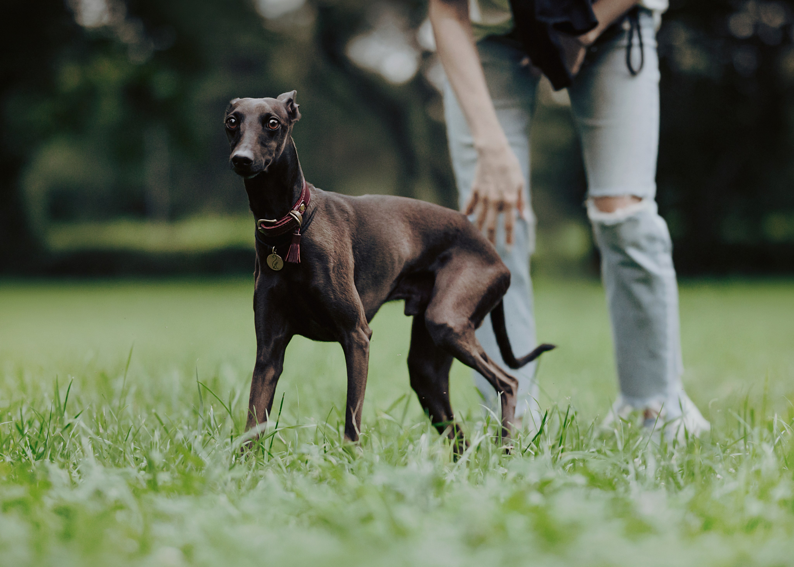 Дофи. Фотограф- анималист Александра Матвеева
