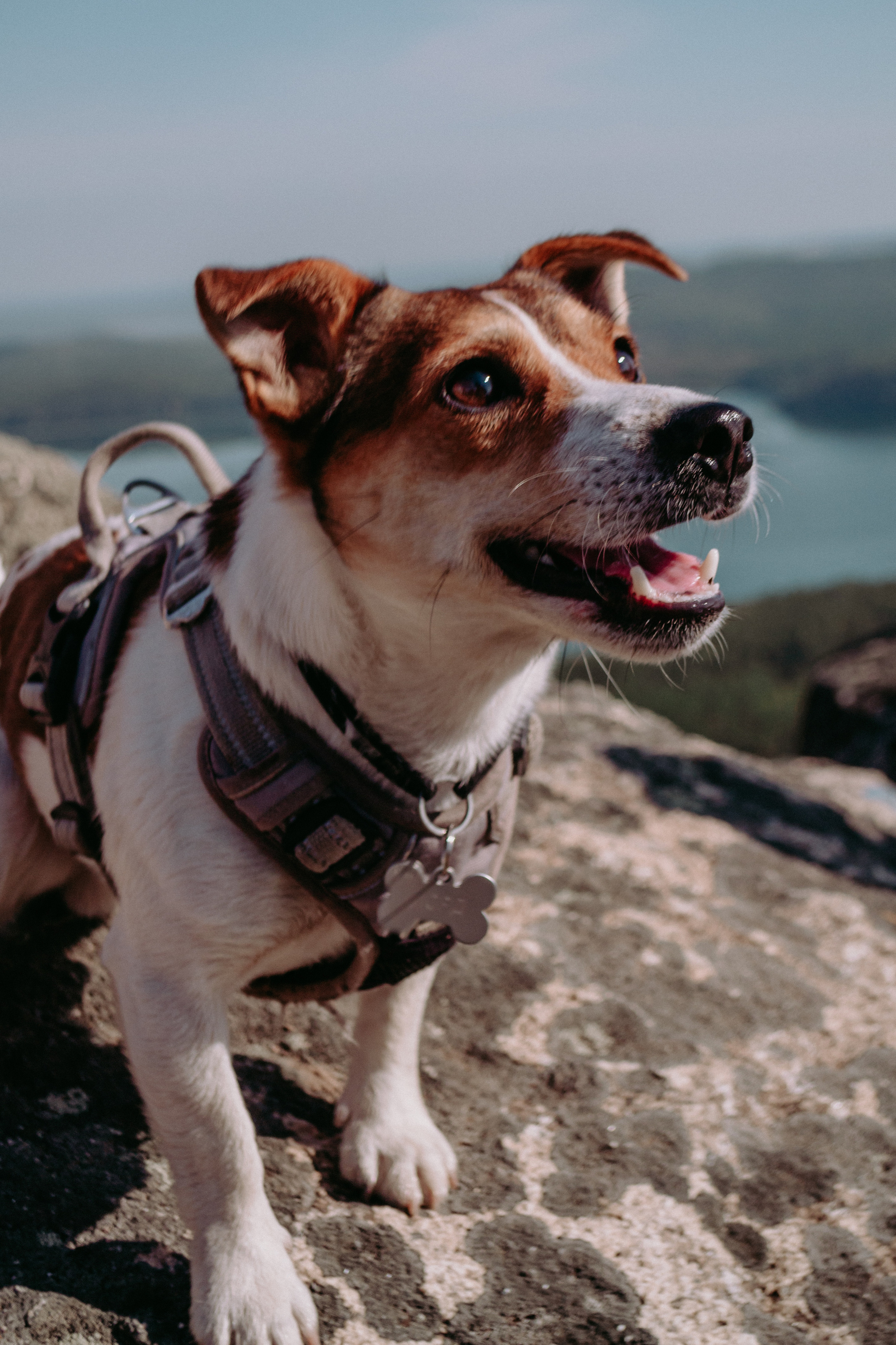 Мистер Лорд на Аракульских шиханах. Фотограф Настя | Экспедиции и лайфстайл