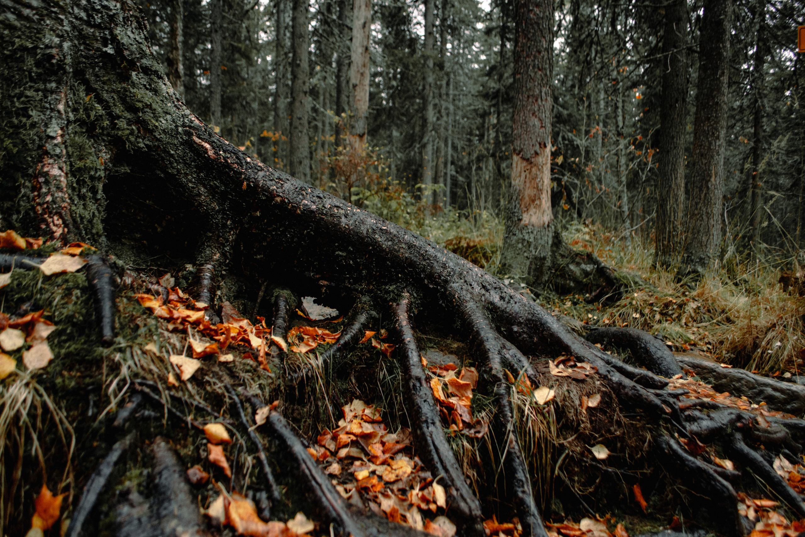 Г. Иремель | выезд с группой. Фотограф Настя | Экспедиции и лайфстайл