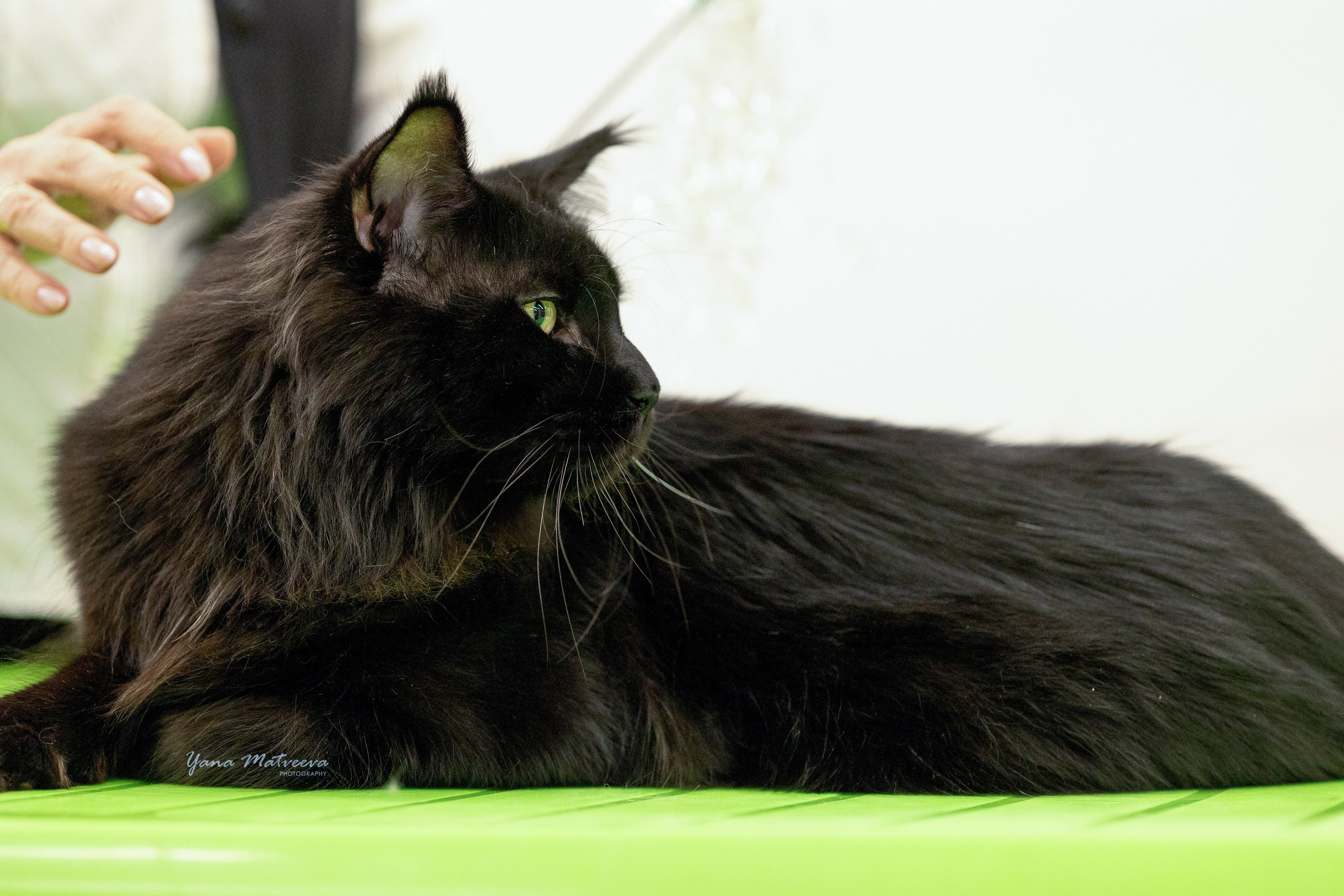 Кошки. Фотограф Яна Матвеева в Ижевске