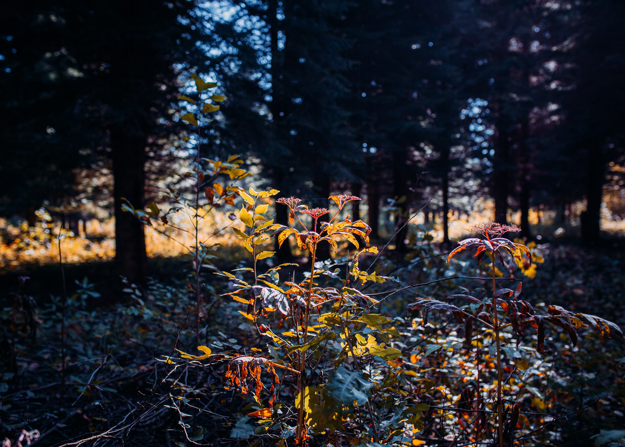Никита и Оля. Фотограф в Приморско-Ахтарске Марьяна Чопко