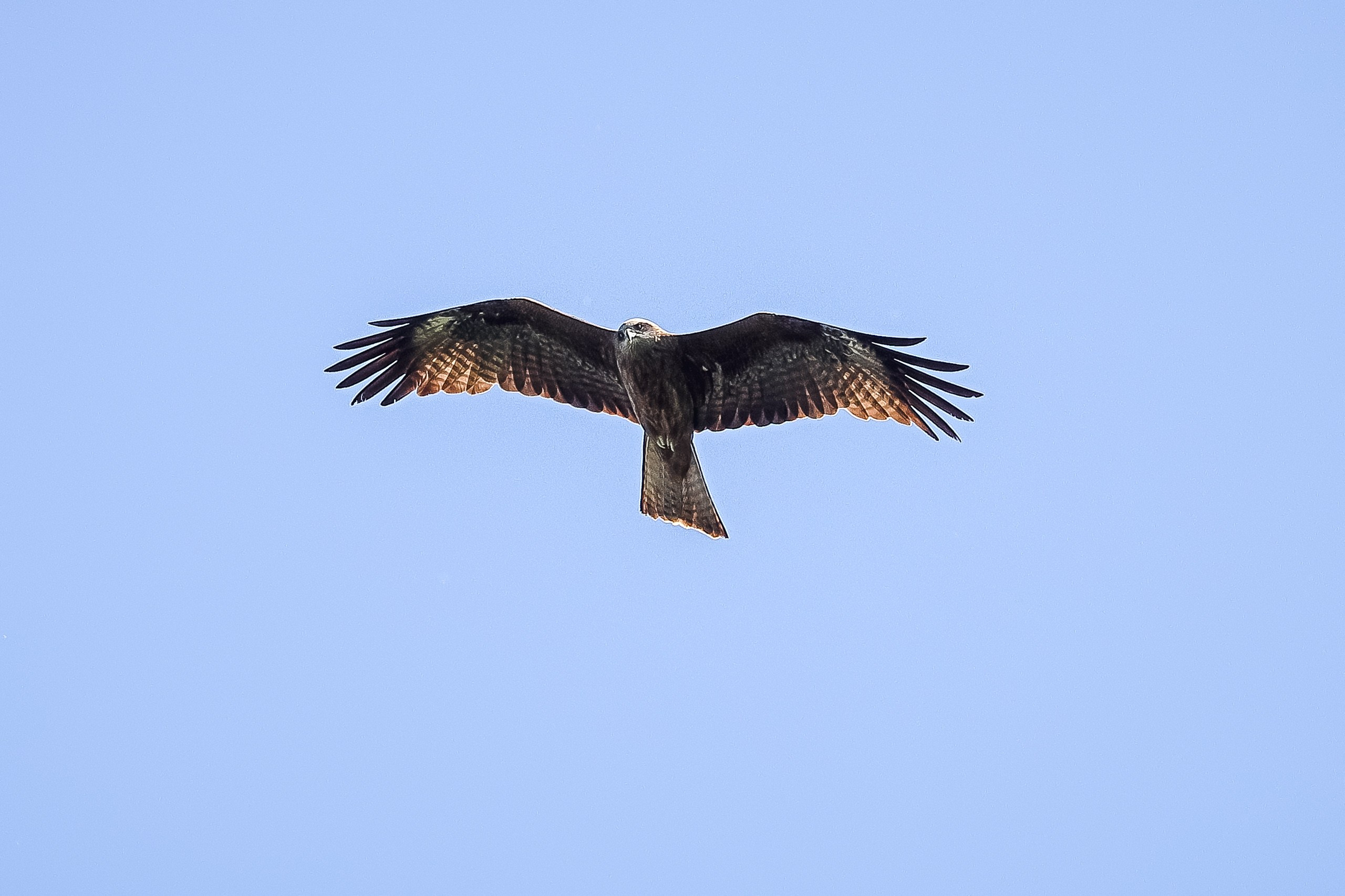 Черный коршун