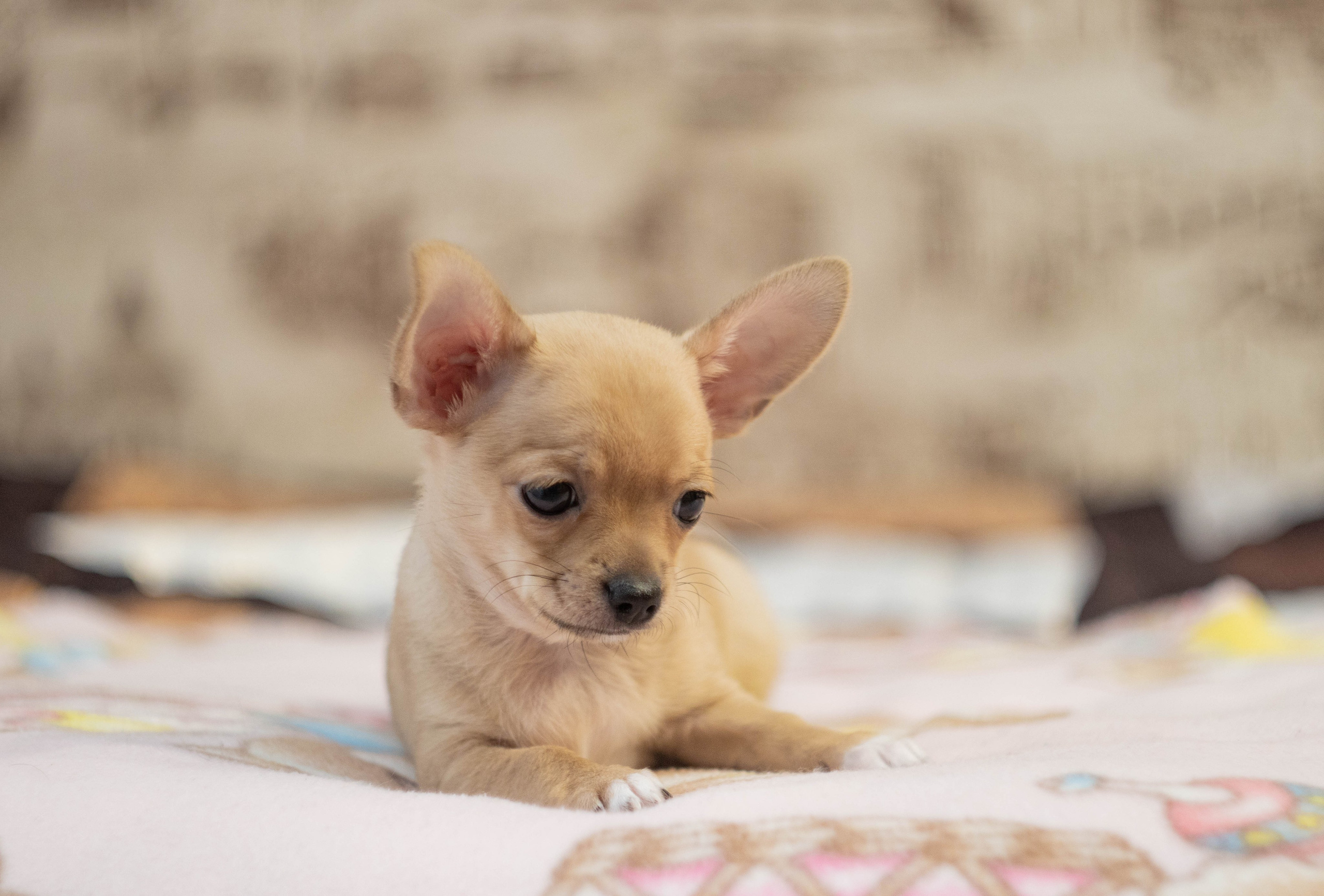 Собаки. Фотограф в Вязьме