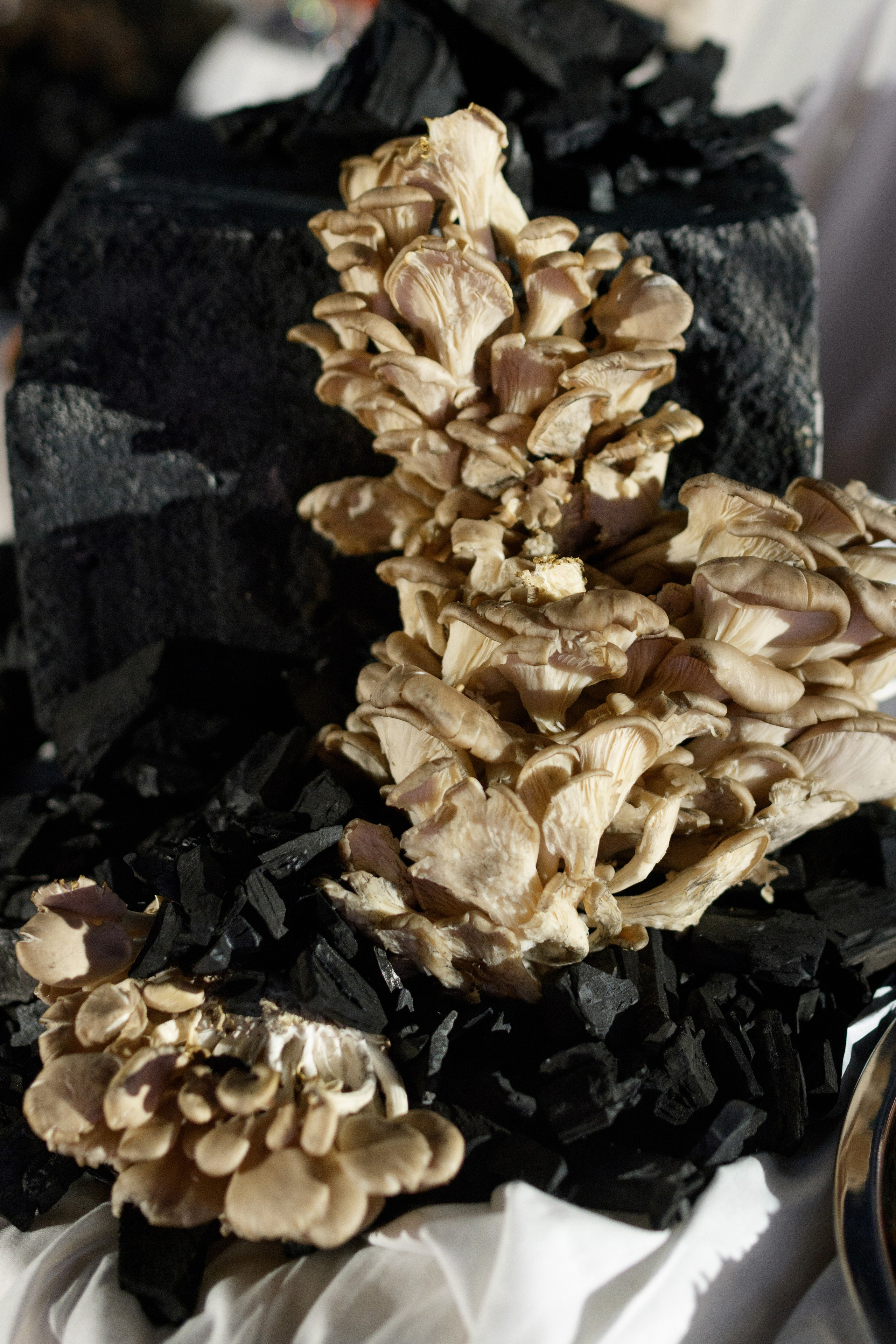 Decor by Favorite catering. Свадебный фотограф в Минске