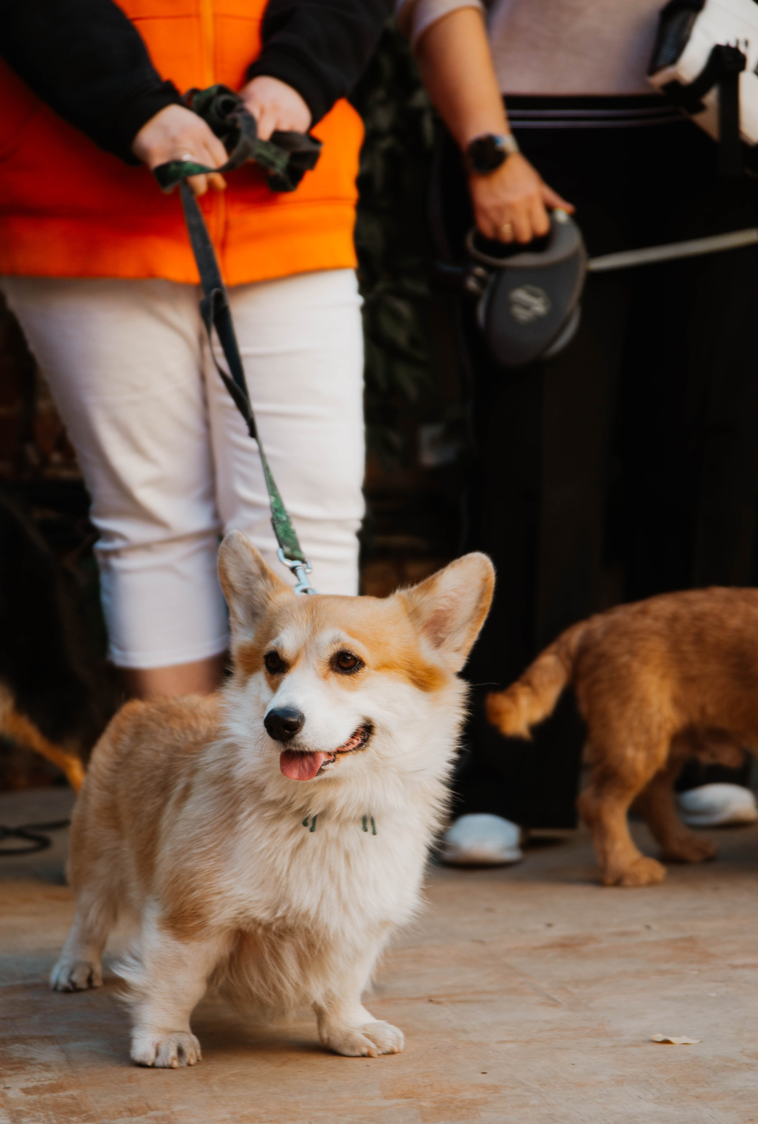 Дог-вечеринка на летнике «Кутёж». Ксения Glossa. Портретный и репортажный фотограф в Самаре