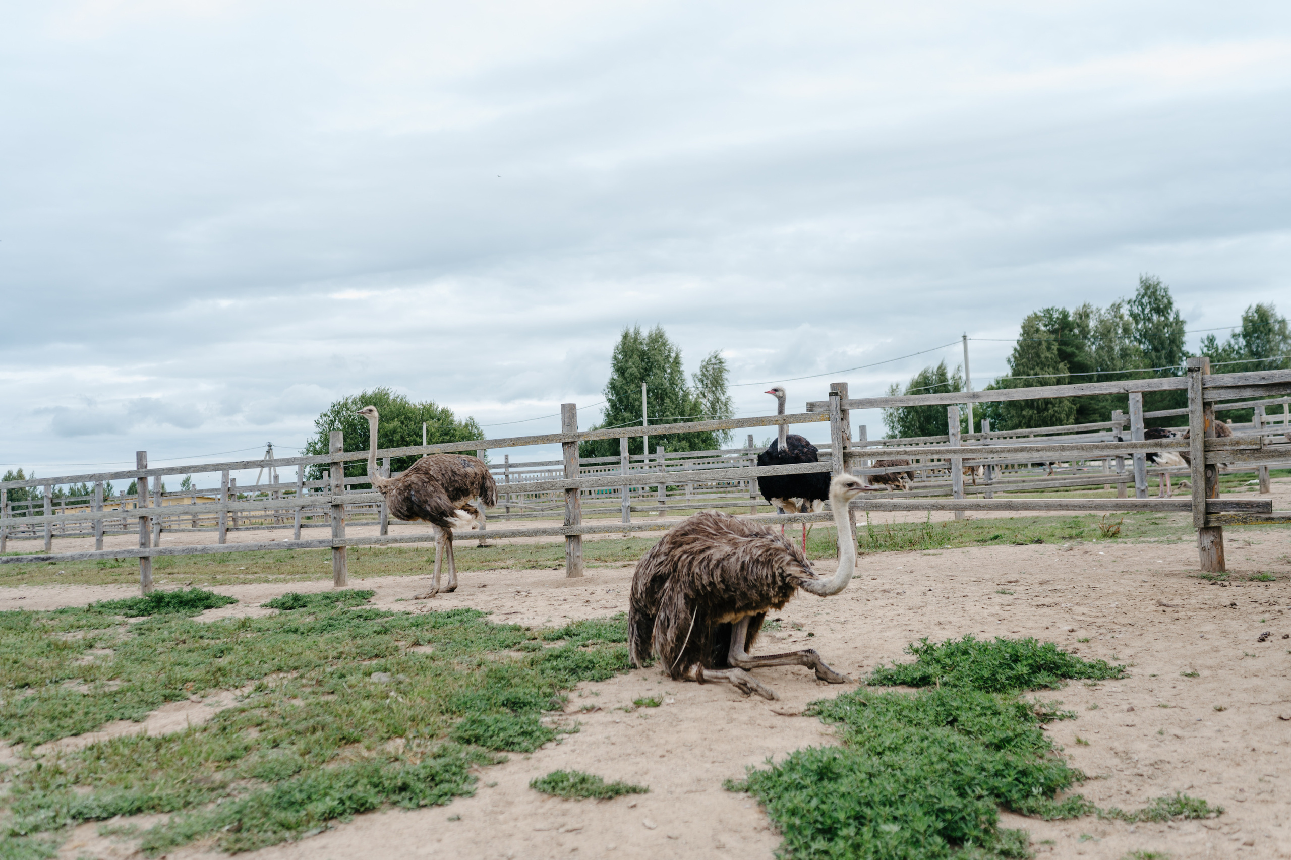 Путешествие: Псков, Изборск, Печоры