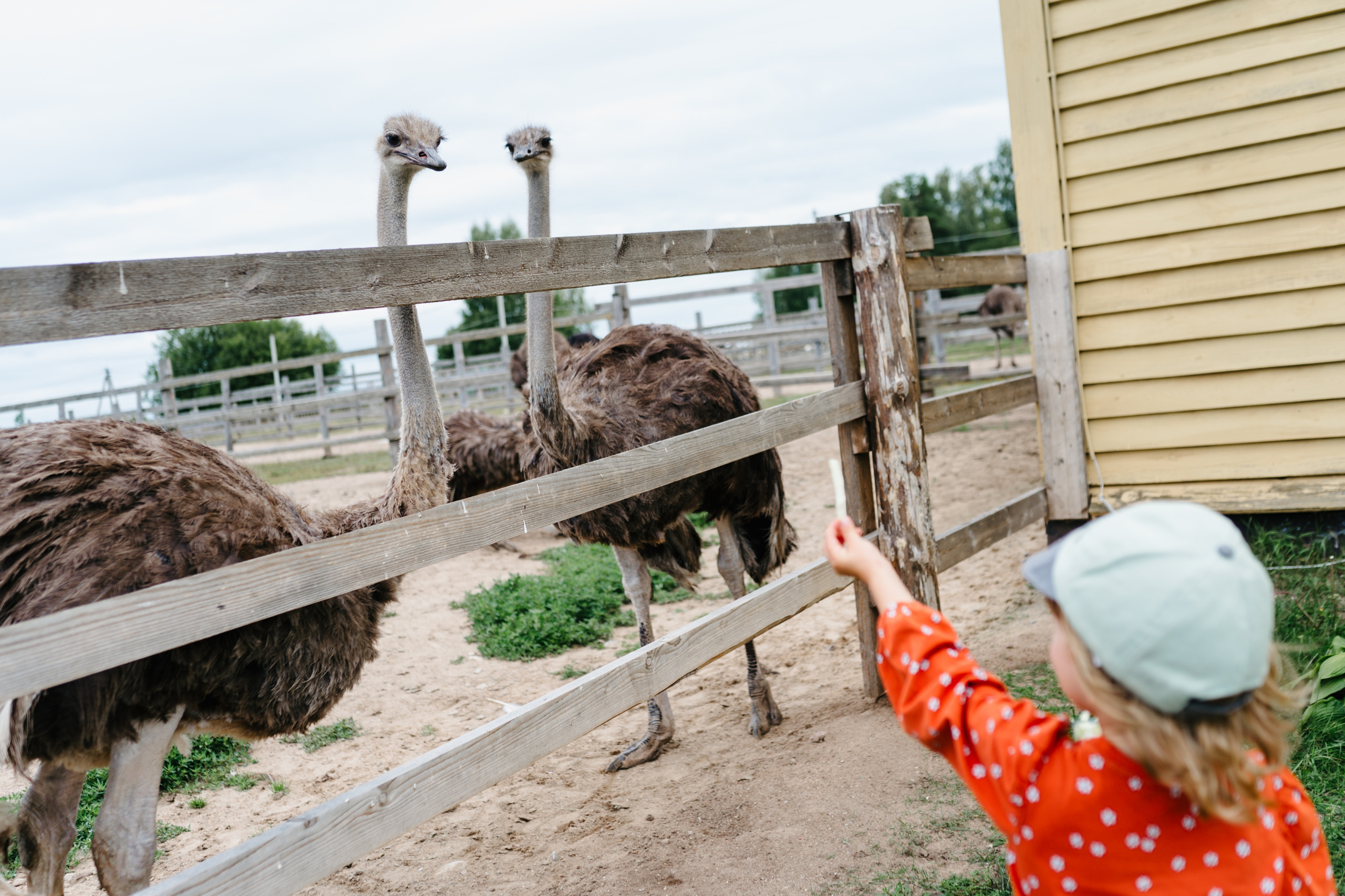 Путешествие: Псков, Изборск, Печоры