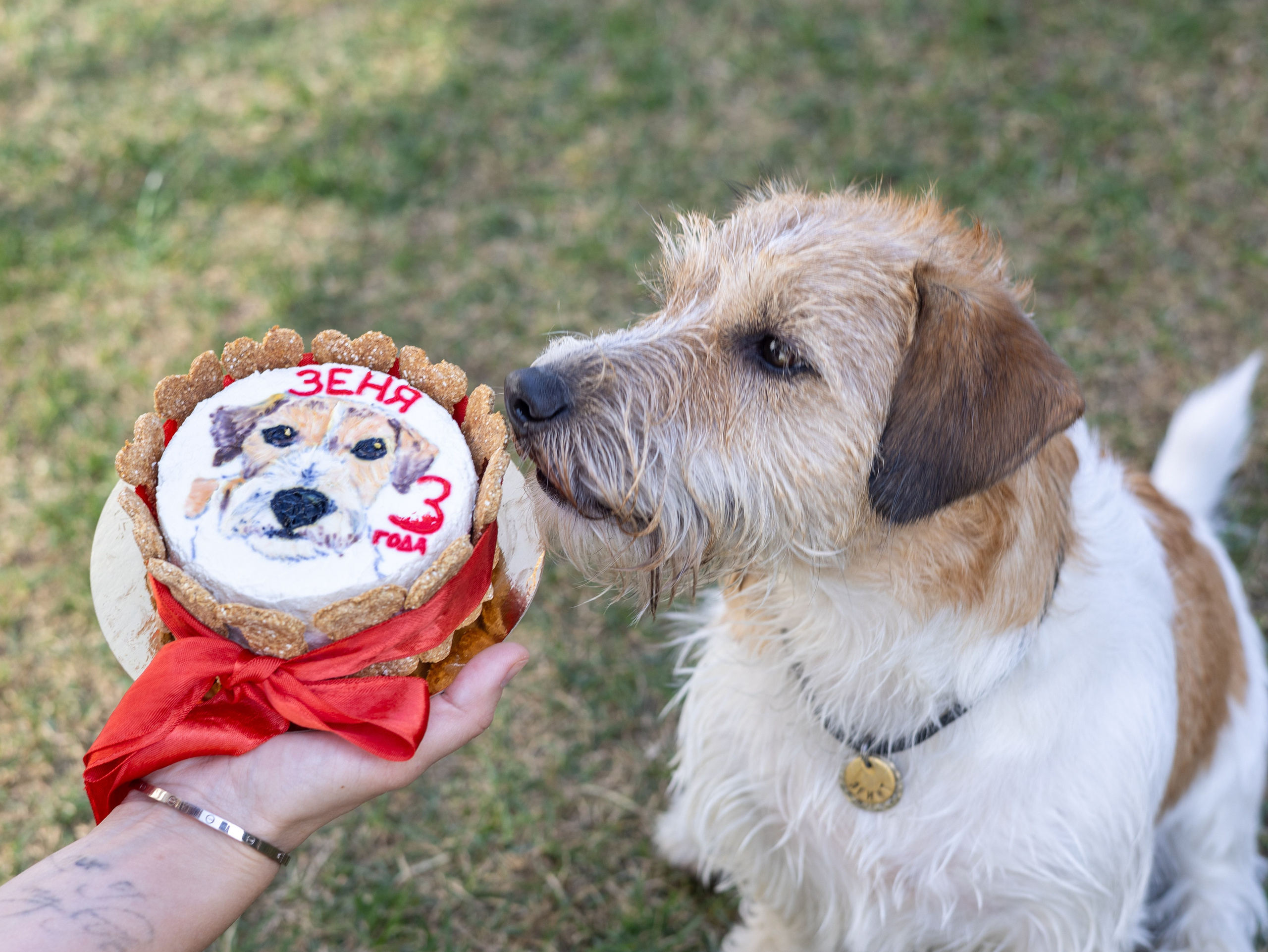 День рождение Зенита. Фотограф-анималист в Москве Кириллова Татьяна