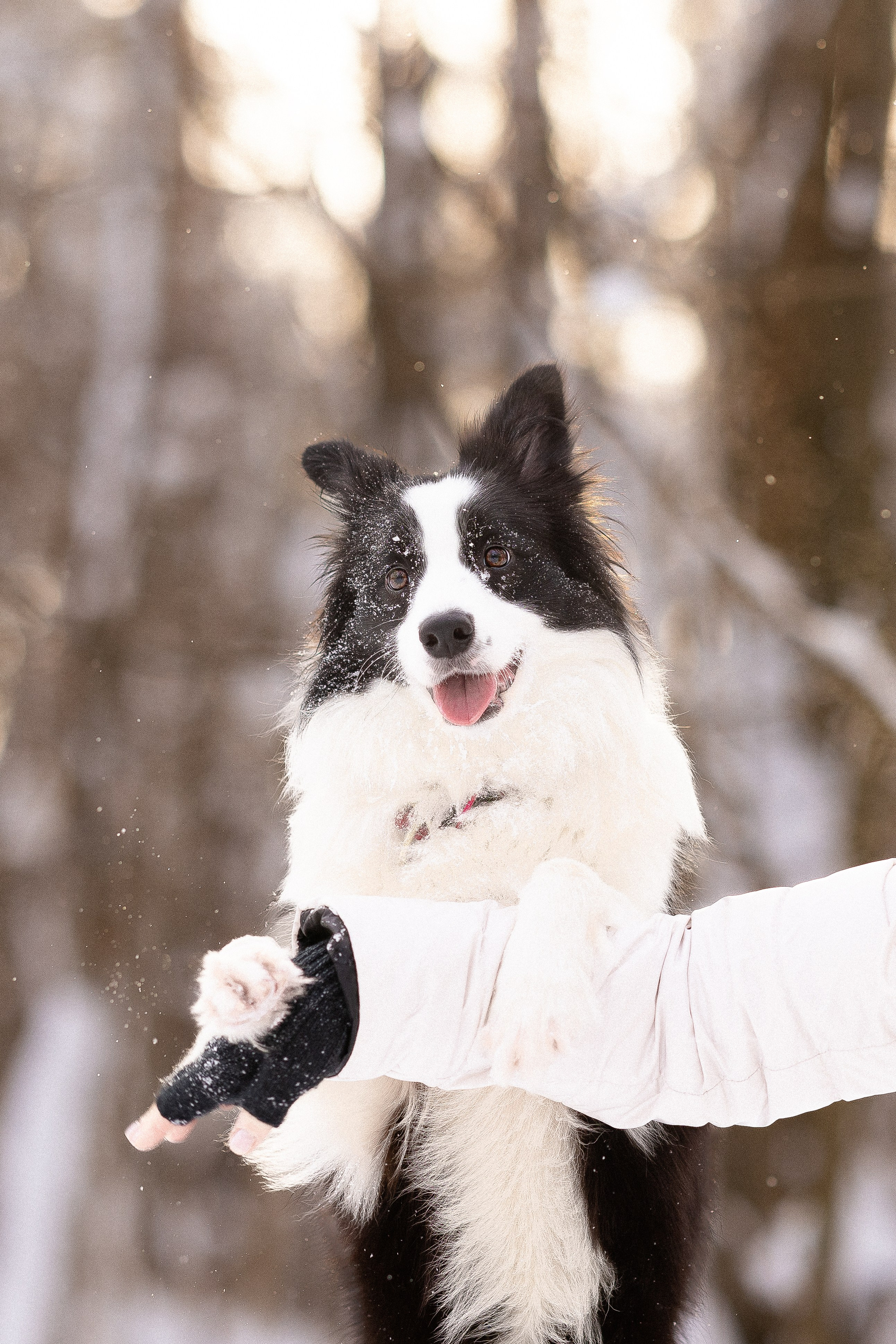 Лилия, Алексей и Ариана. Фотограф и видеограф анималист Аганина Дарья