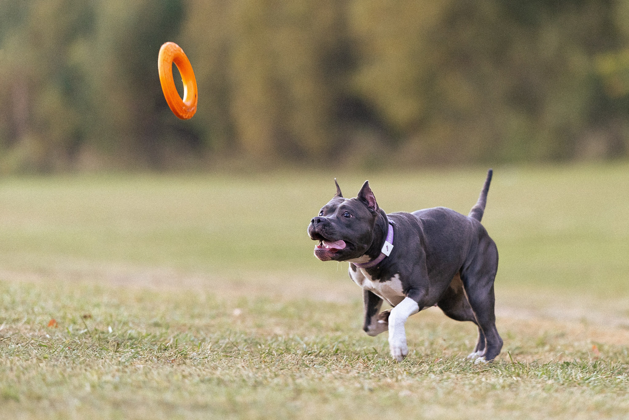 Катя, Леша, Лея и Трой. Фотограф и видеограф анималист Аганина Дарья
