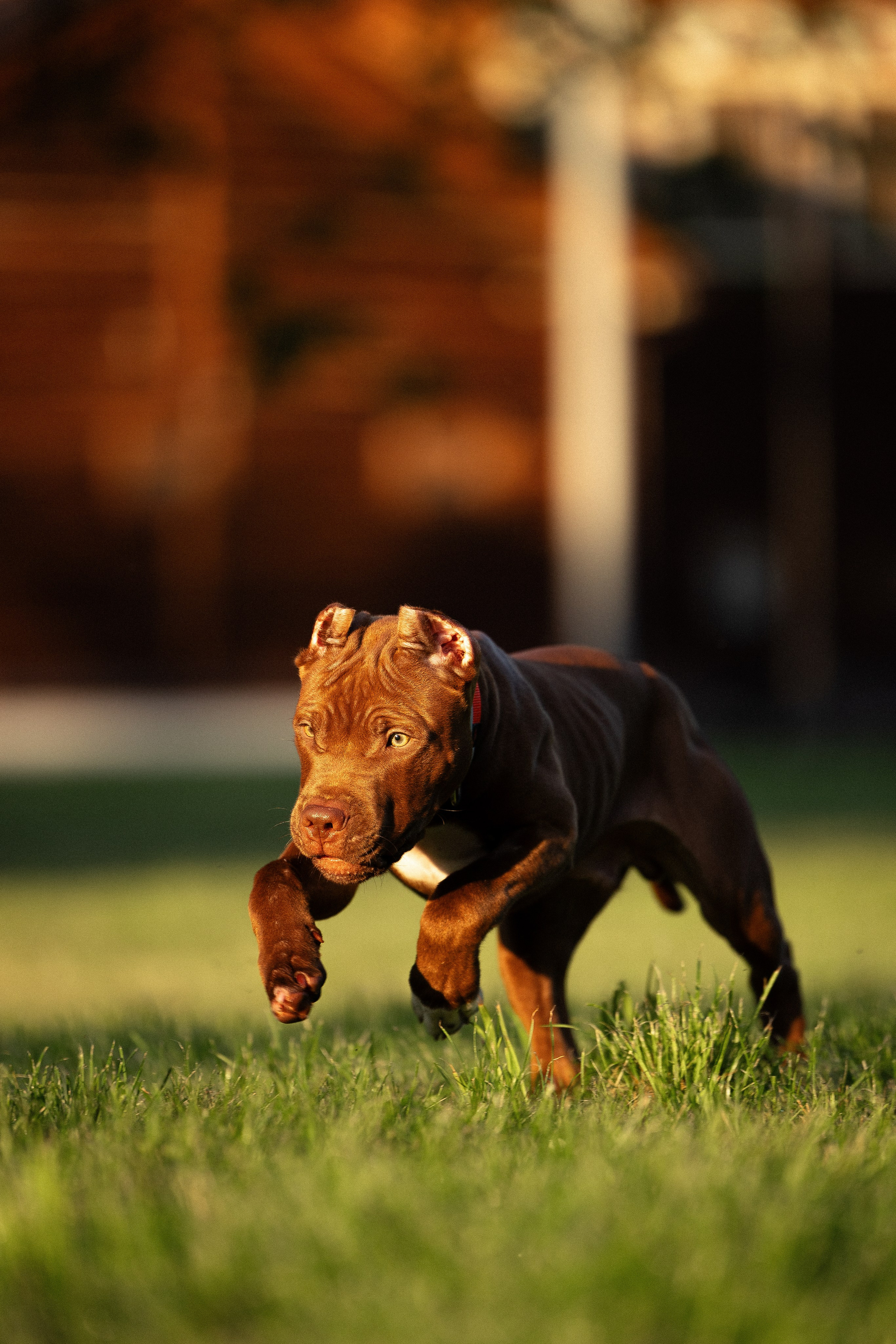 Елена и Хан. Фотограф и видеограф анималист Аганина Дарья