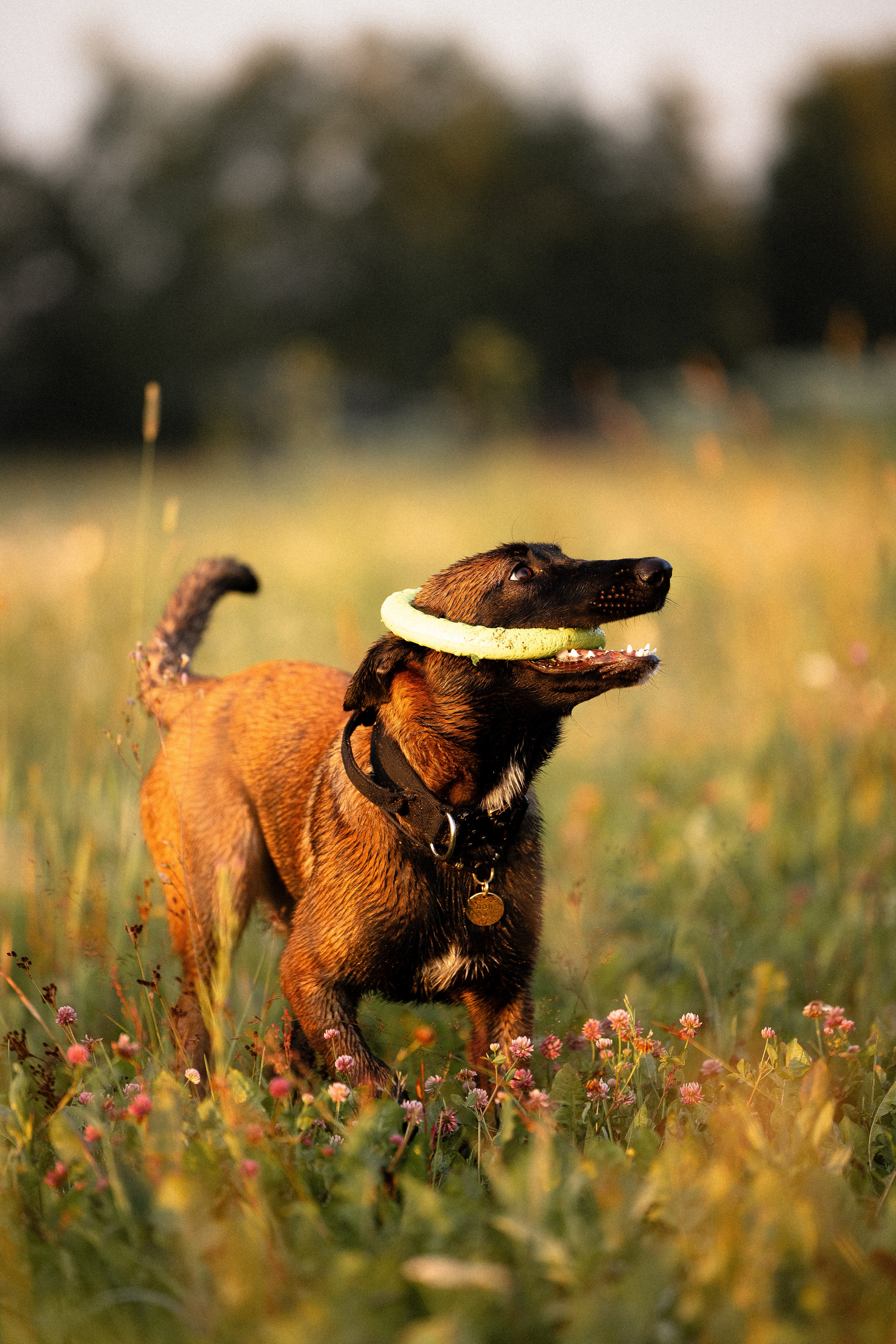 Галина и Лоя. Фотограф и видеограф анималист Аганина Дарья