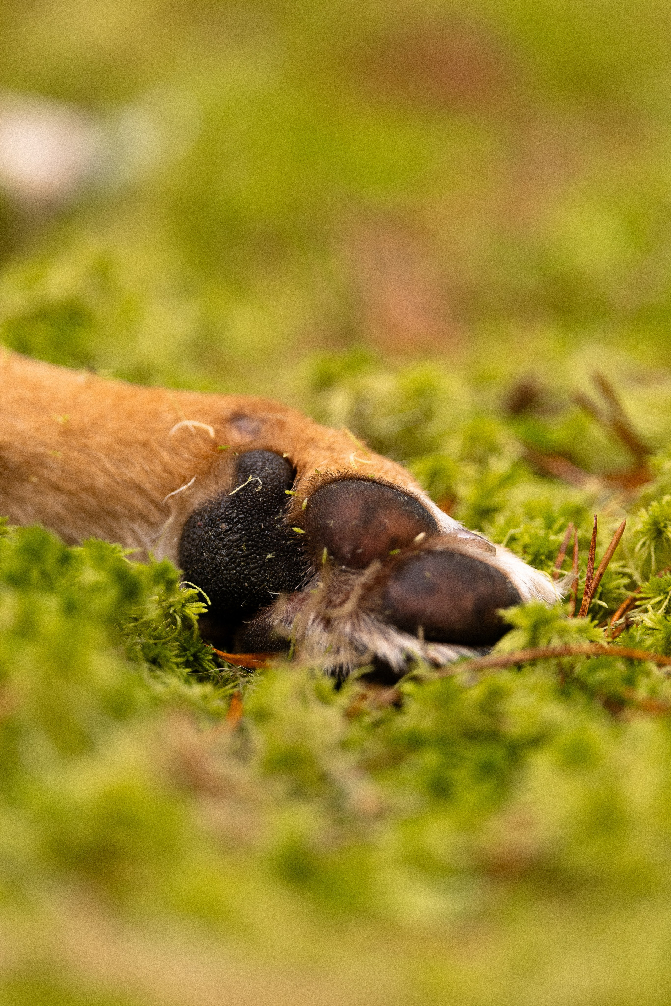 Karelia. Фотограф и видеограф анималист Аганина Дарья