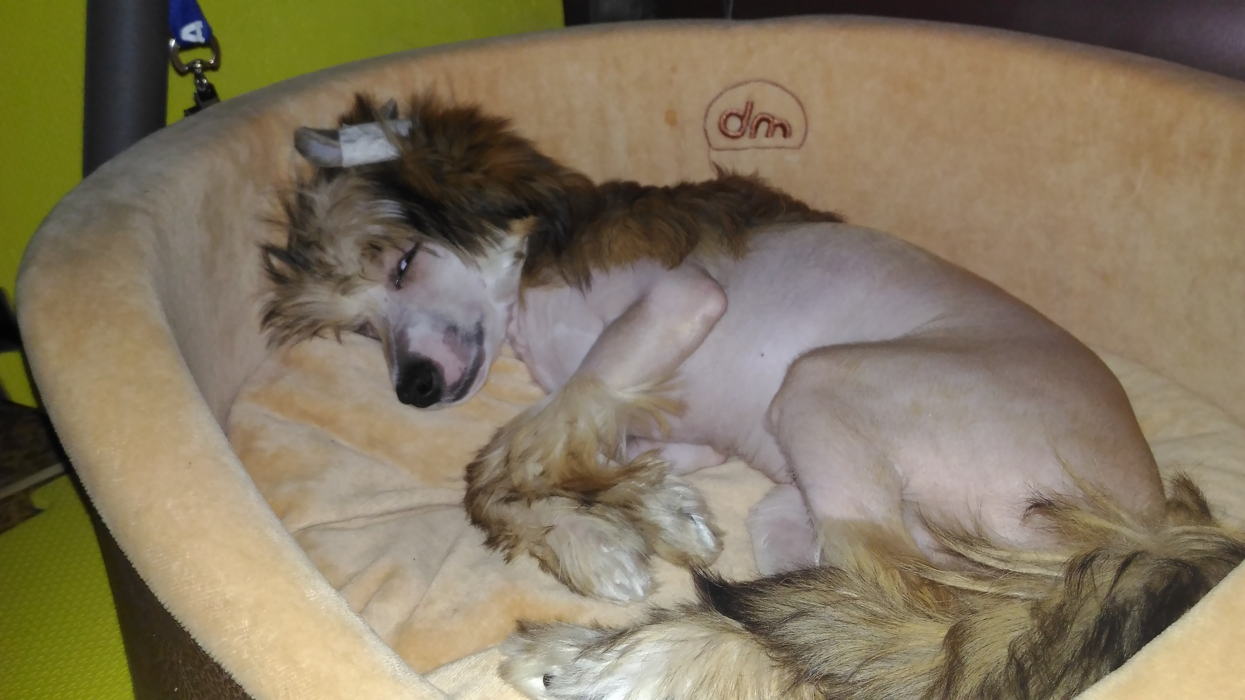 Lux, a new member of the family. Poale Ell Chinese Crested Dog Kennel: Buy a puppy from the kennel