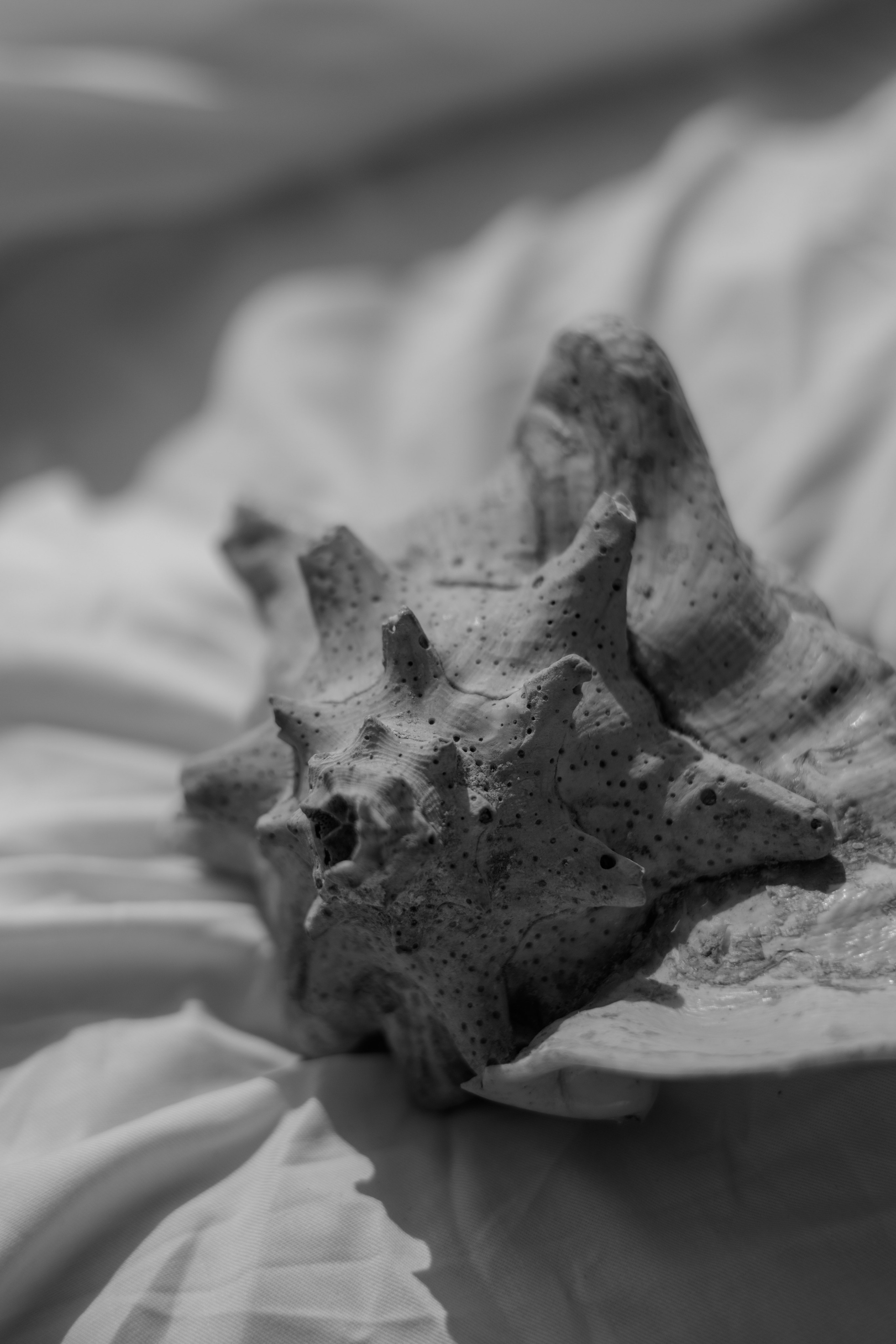 Пляж. Оформление свадеб, декор свадеб Вера Маркова, Москва