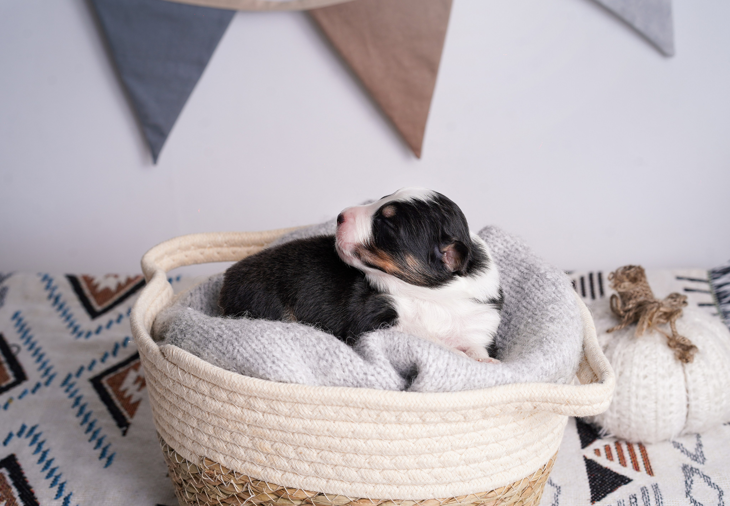 Щенки аусси. Фотограф-анималист в Санкт-Петербурге Яна Мартынова