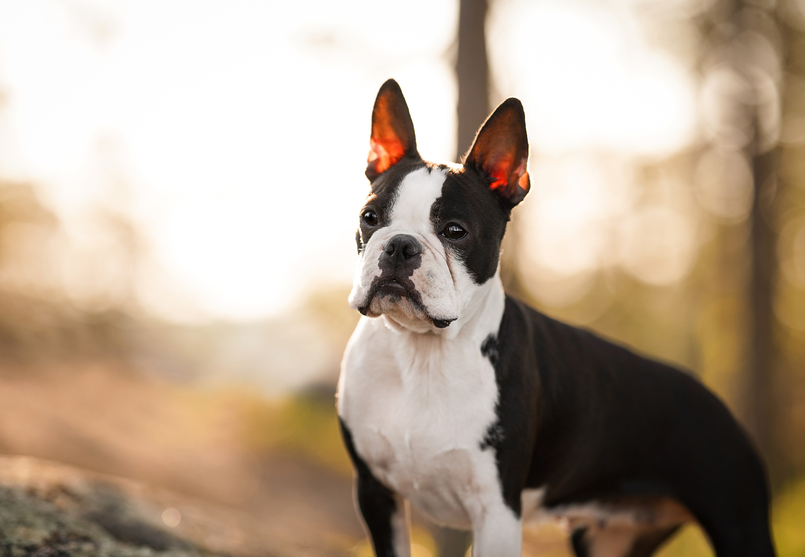 Даша Фифа Гага и Вениамина. Фотограф-анималист в Санкт-Петербурге Яна Мартынова
