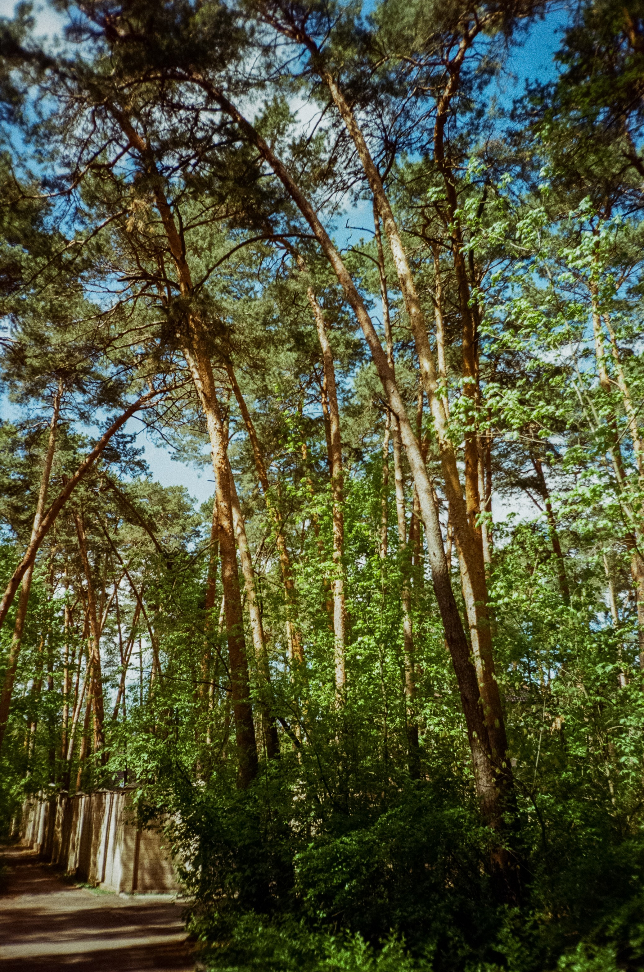 Ricoh R1 | Kodak ProImage 100 | 6 мая 2025 года СерБор